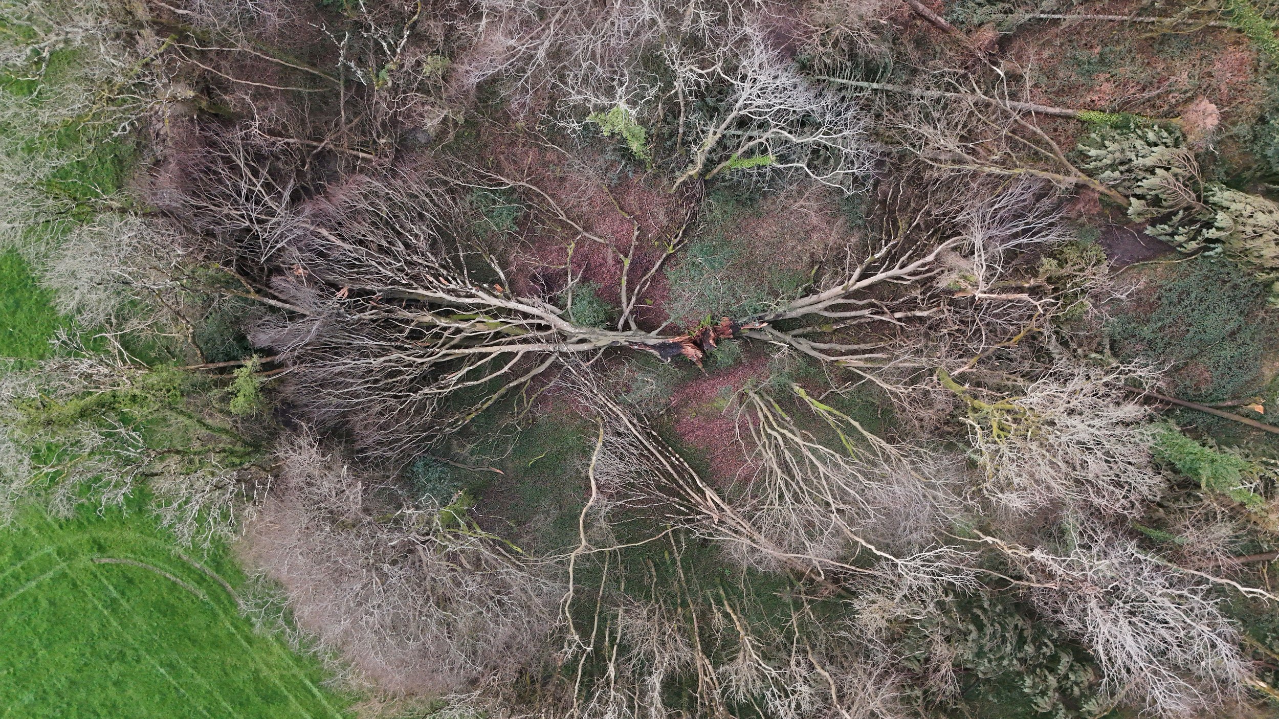 Damage at Kingswood, Guy Shayler