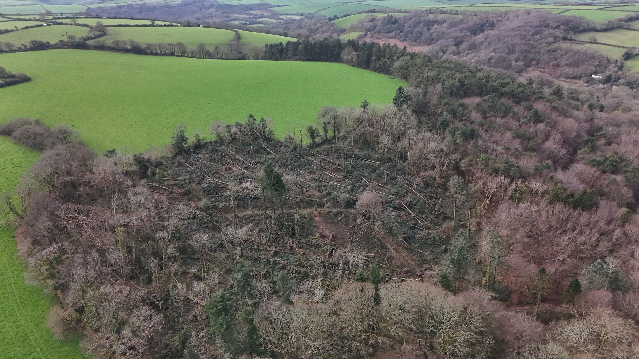 Damage at Kingswood, Guy Shayler