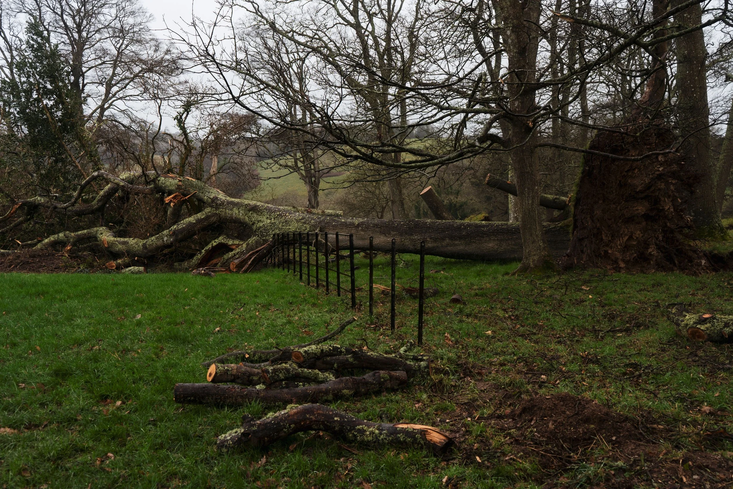 Grief of Trees, Jasper Abel