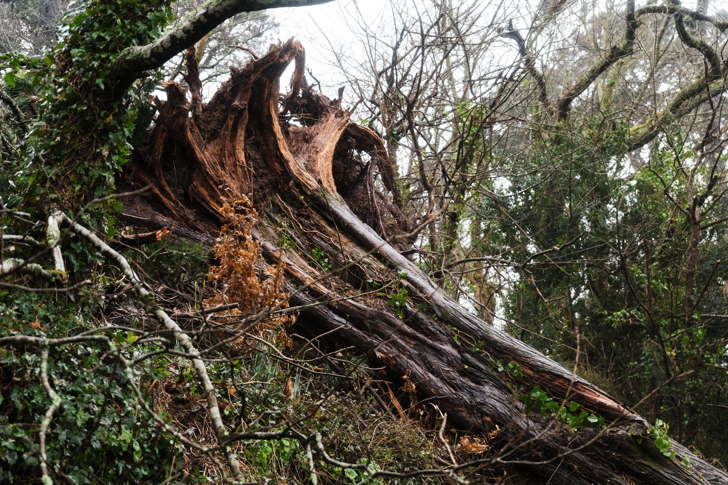 Grief of Trees, Jasper Abel