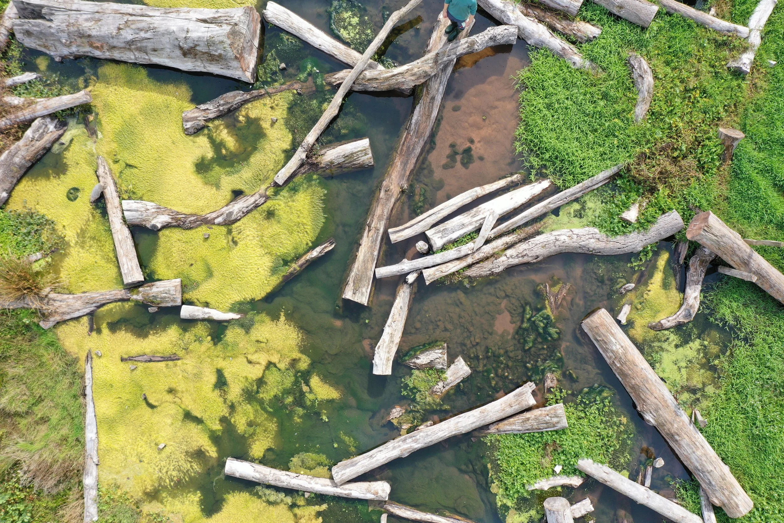 The Flooded Forest: In conversation with Sam manning and Nick Viney