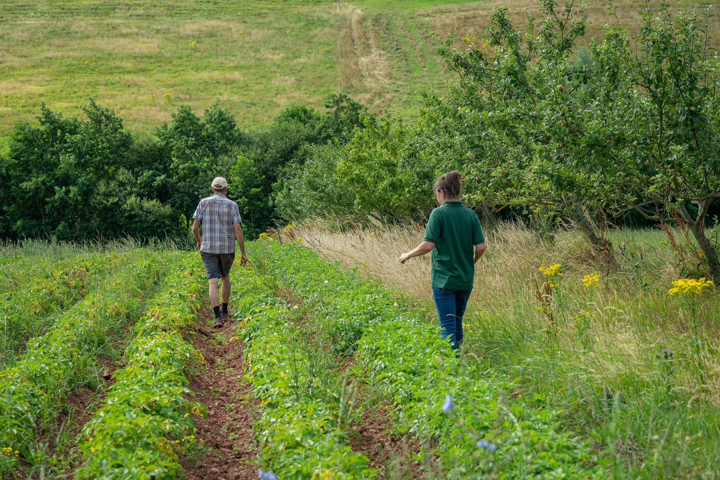 Two people walking through a farmed field of potatoes with trees either side