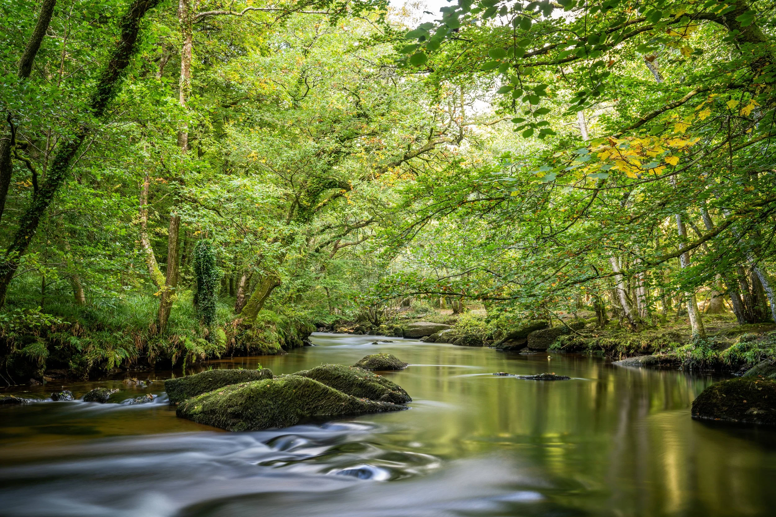 Slowing the Flow - volunteers build evidence for wet woodland restoration