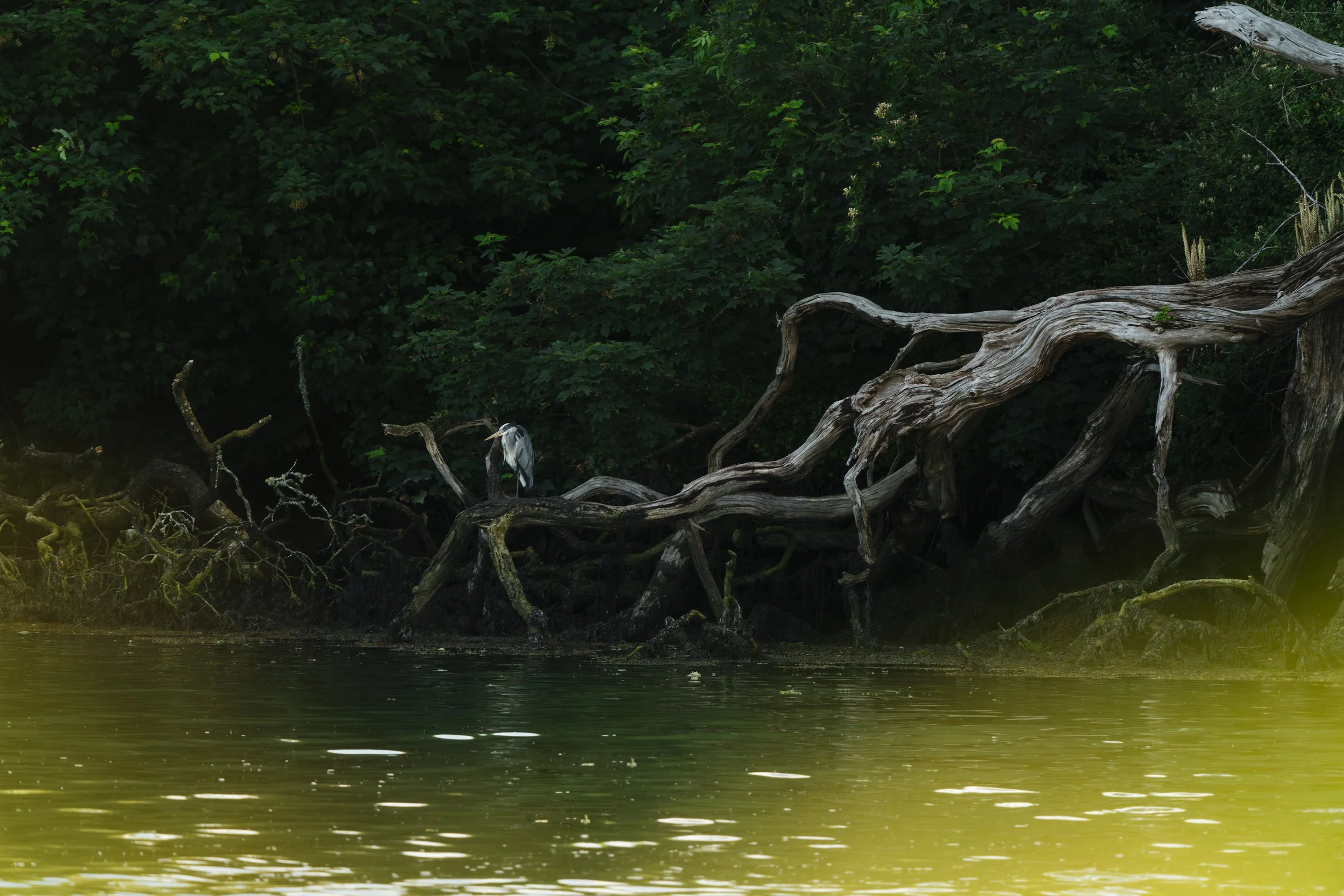 FROM TREES TO SEAS:      How rainforests shape the health of our estuaries