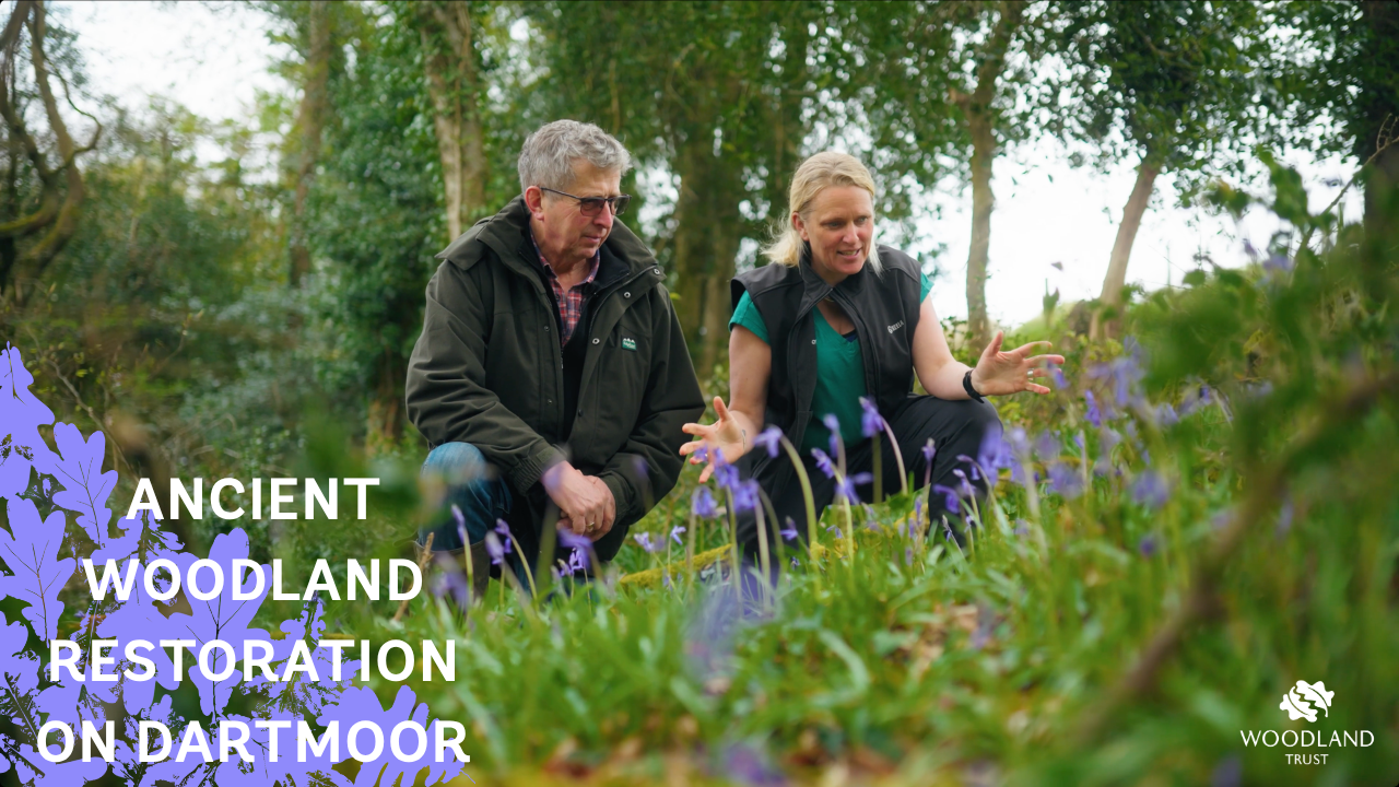 Ancient Woodland Restoration on Dartmoor