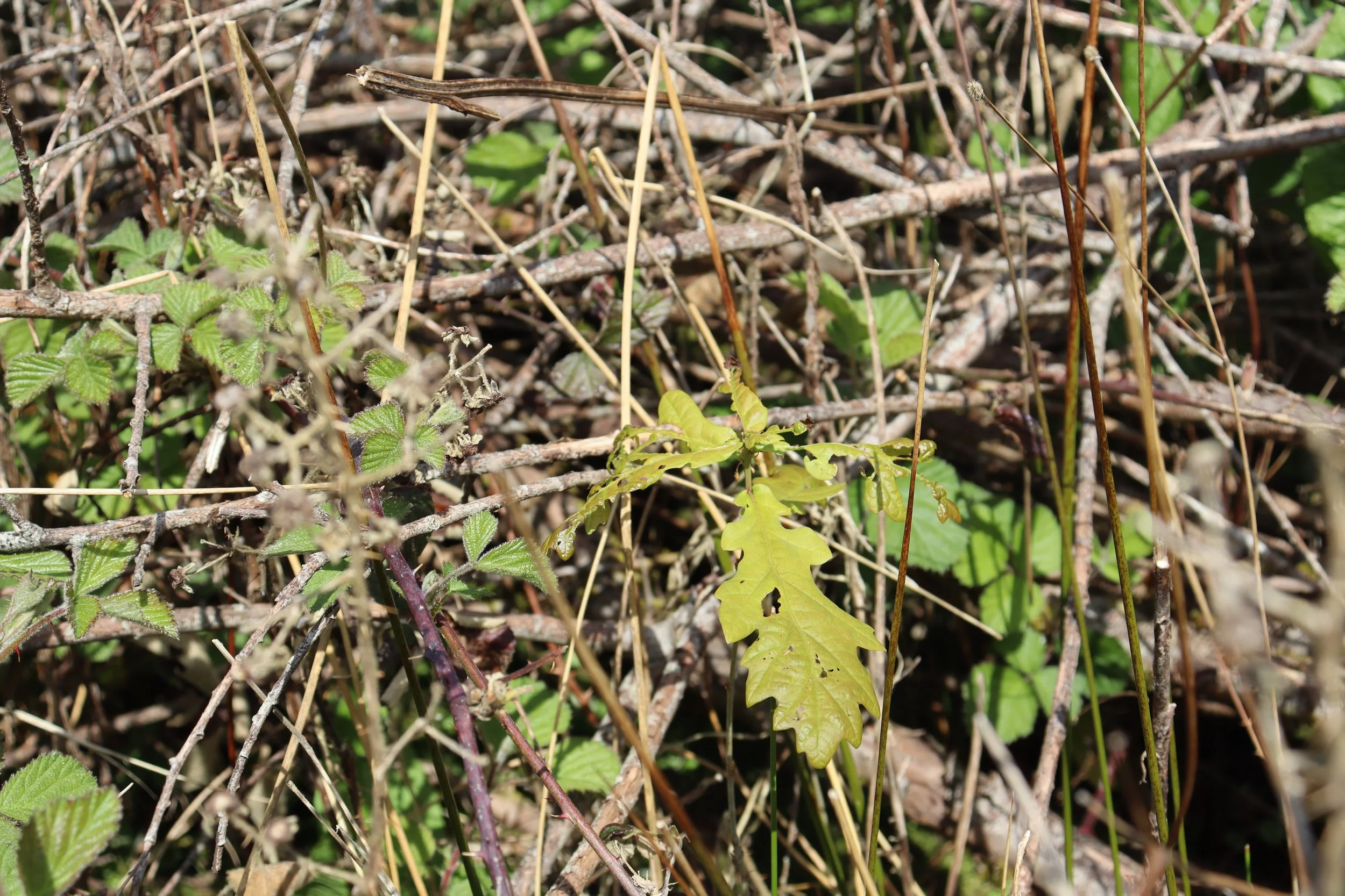 Oak saplings are poking through the woody scrub habitat (Danielle Semple)