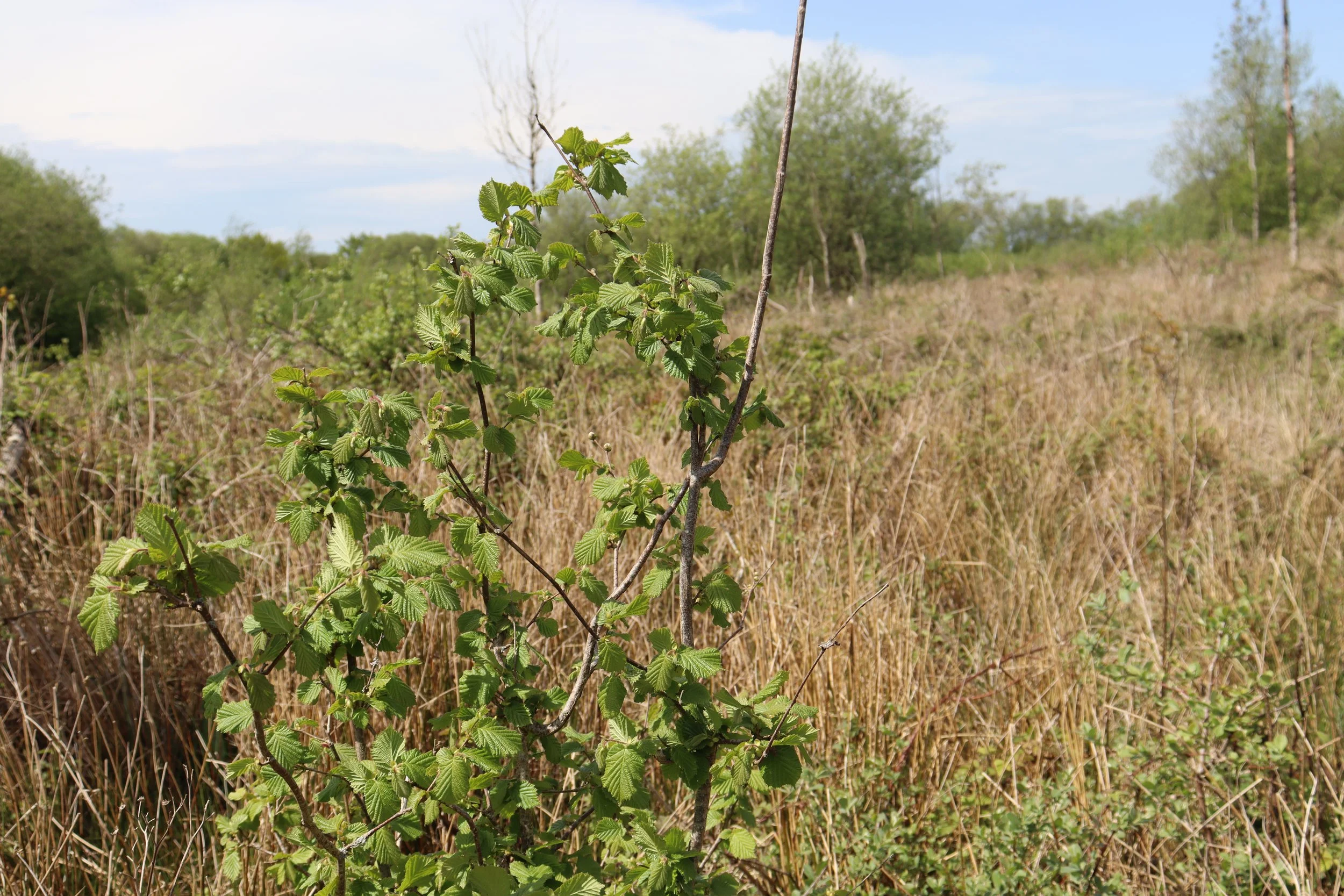 Hazel forms an excellent scrubby habitat in open space (Danielle Semple)