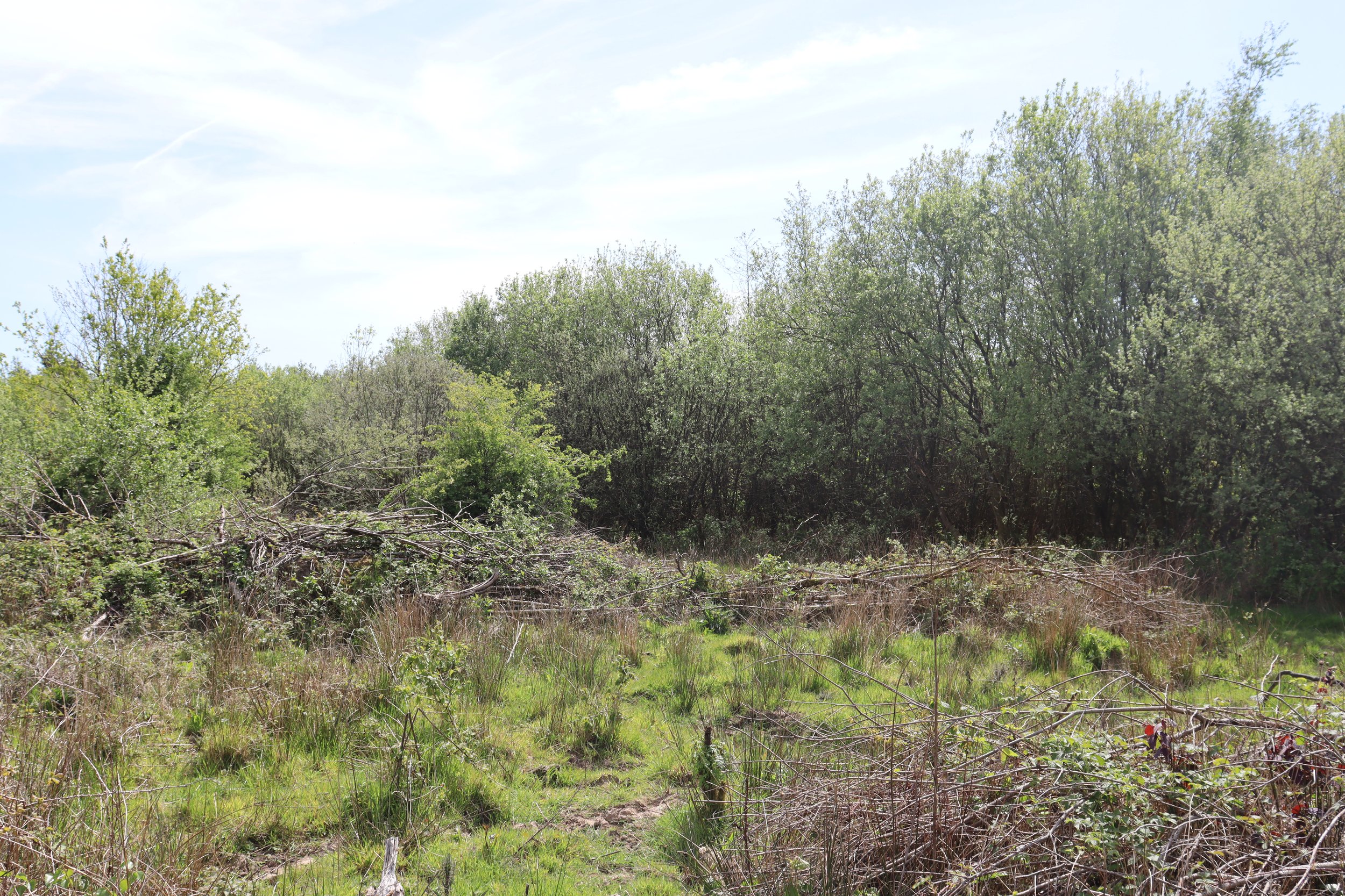 Grass grows back making it a perfect grazing area for livestock (Danielle Semple)