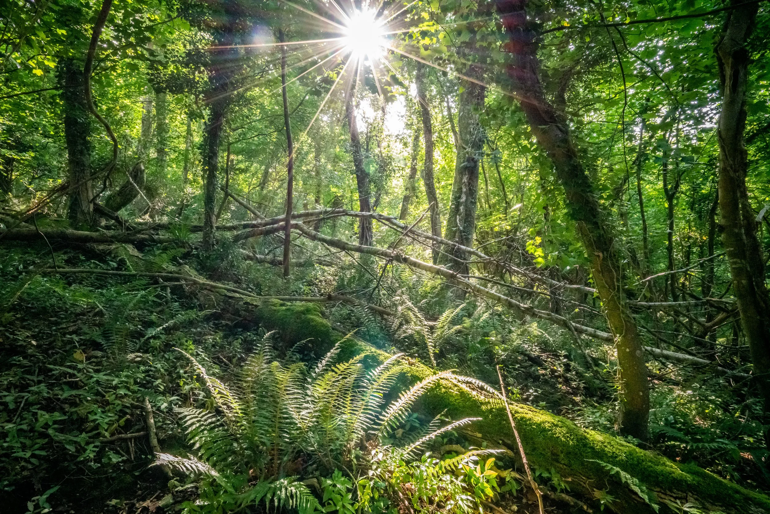 Leaving felled timber on the ground (Credit Ben Lee)