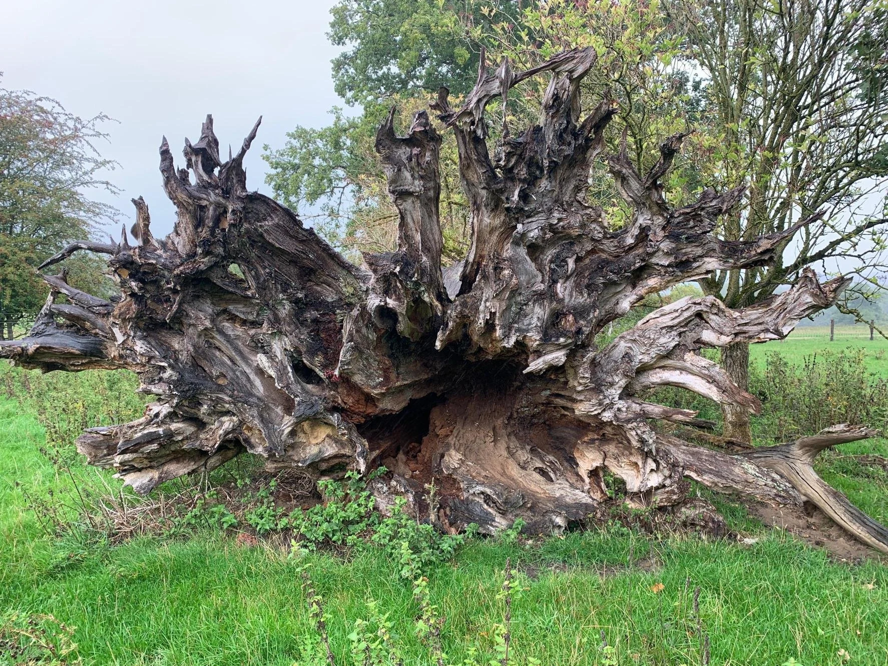 An old tree stump left to decay (Danielle Semple)