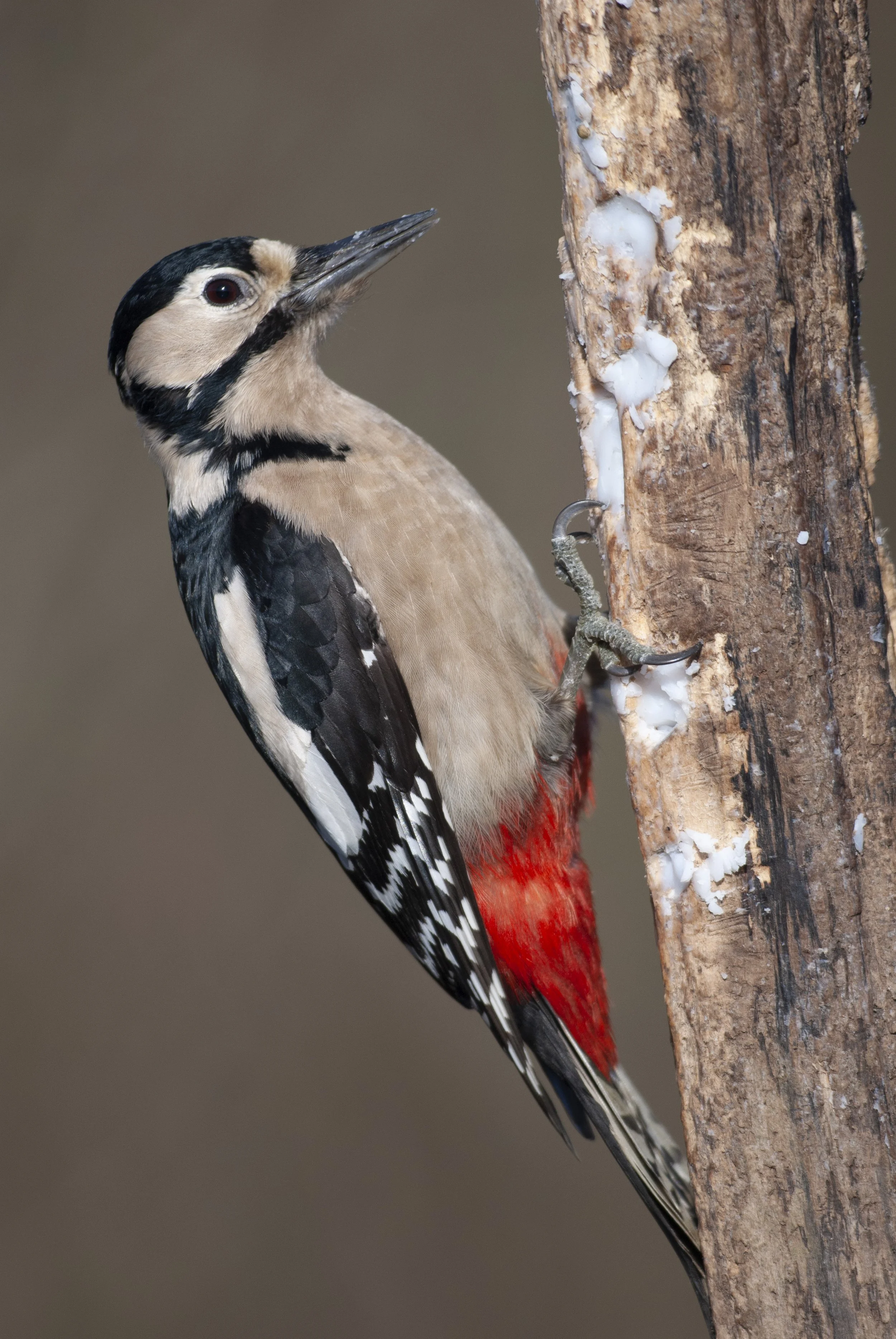 Great Spotted Woodpecker, John Bridges