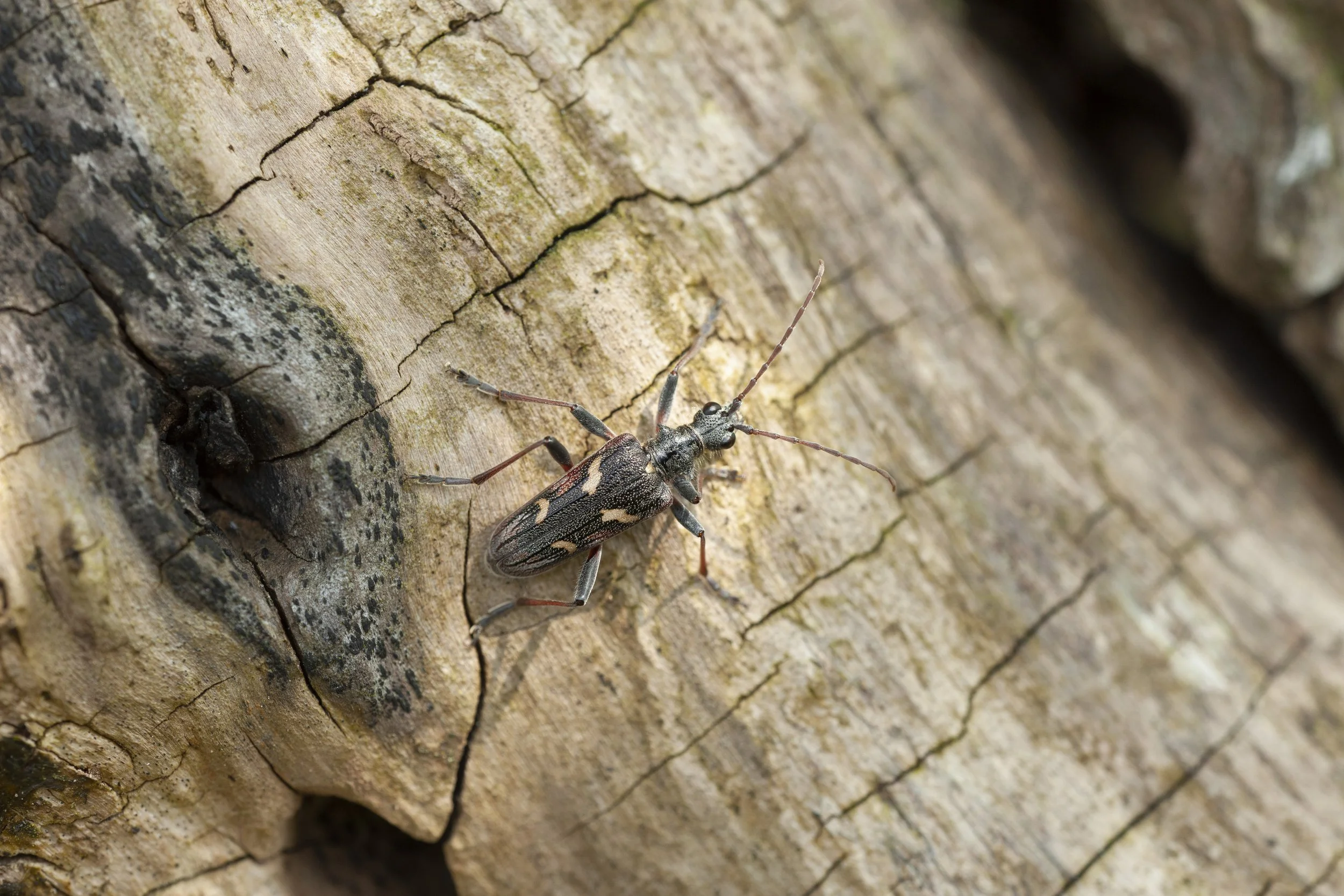 Two-banded longhorn beetle (Rhagium bifasciatum) John bridges