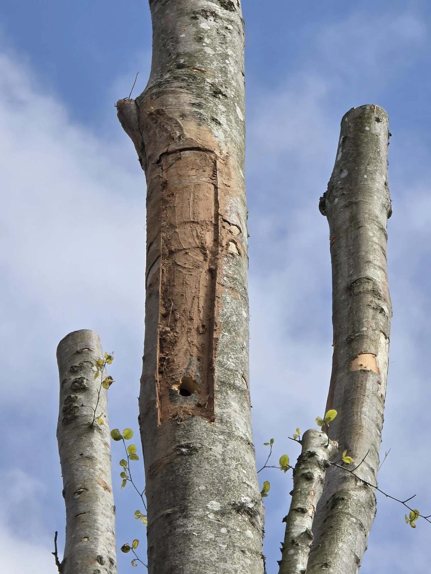 A bird roost carved into the dead beech trees (Sam Hamer)