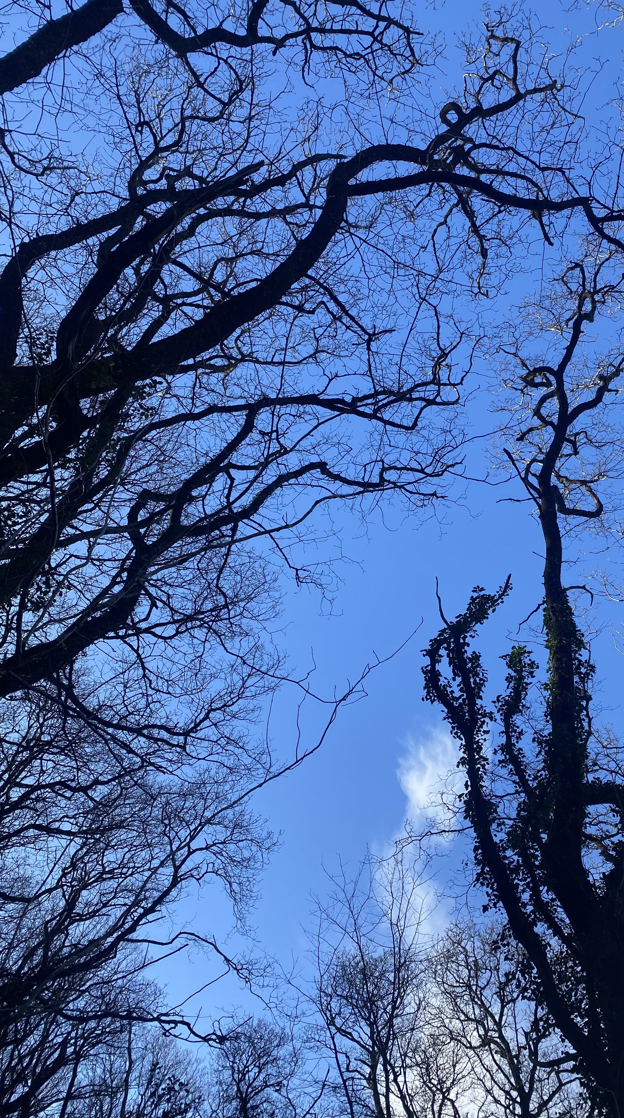Restoring British Salmon Forests - A Lesson from Canada and Yarner Woods
