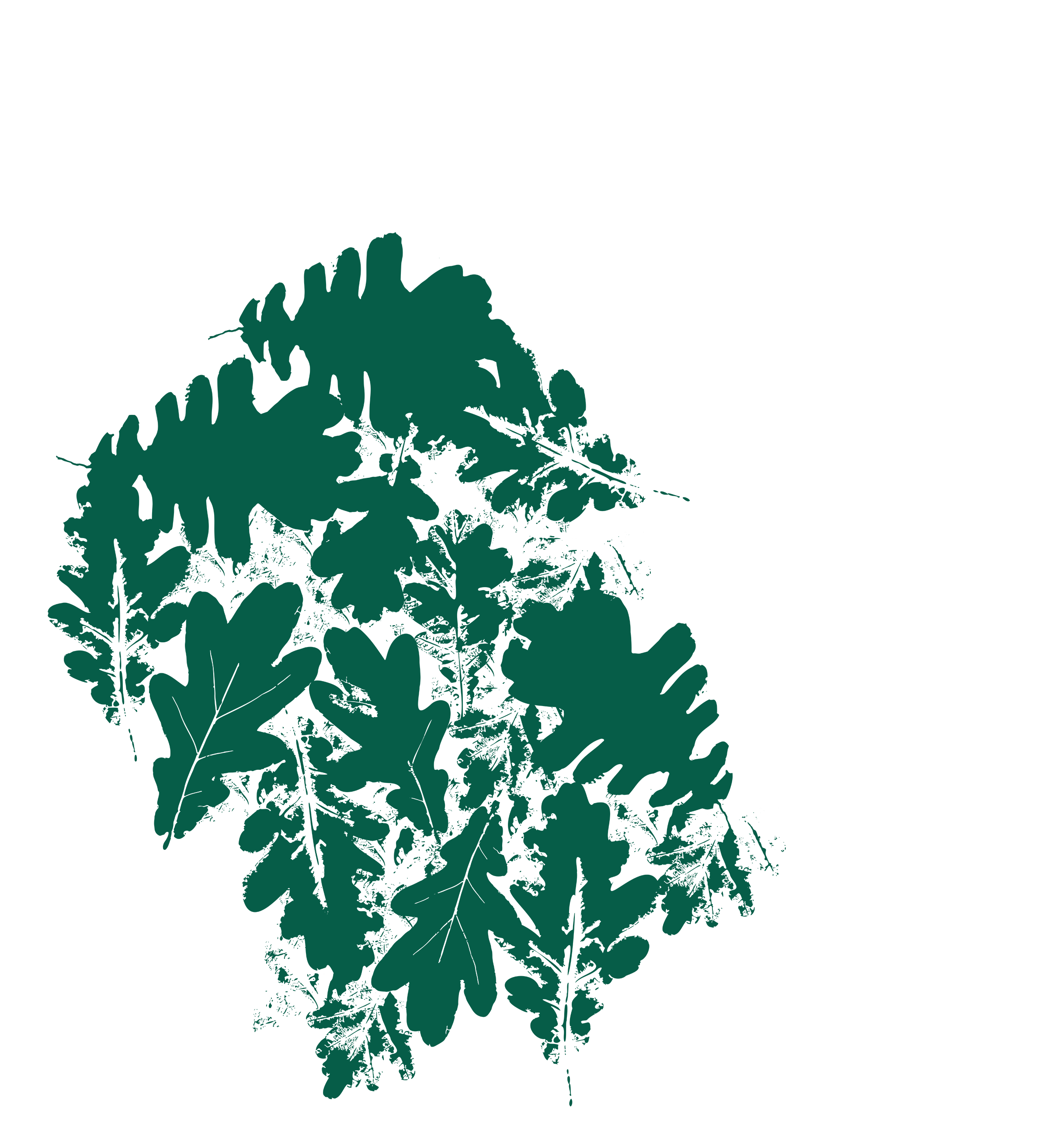 Leaf Pattern Rspb Rainforest Recovery | Explore & Conserve | Woodland Trust