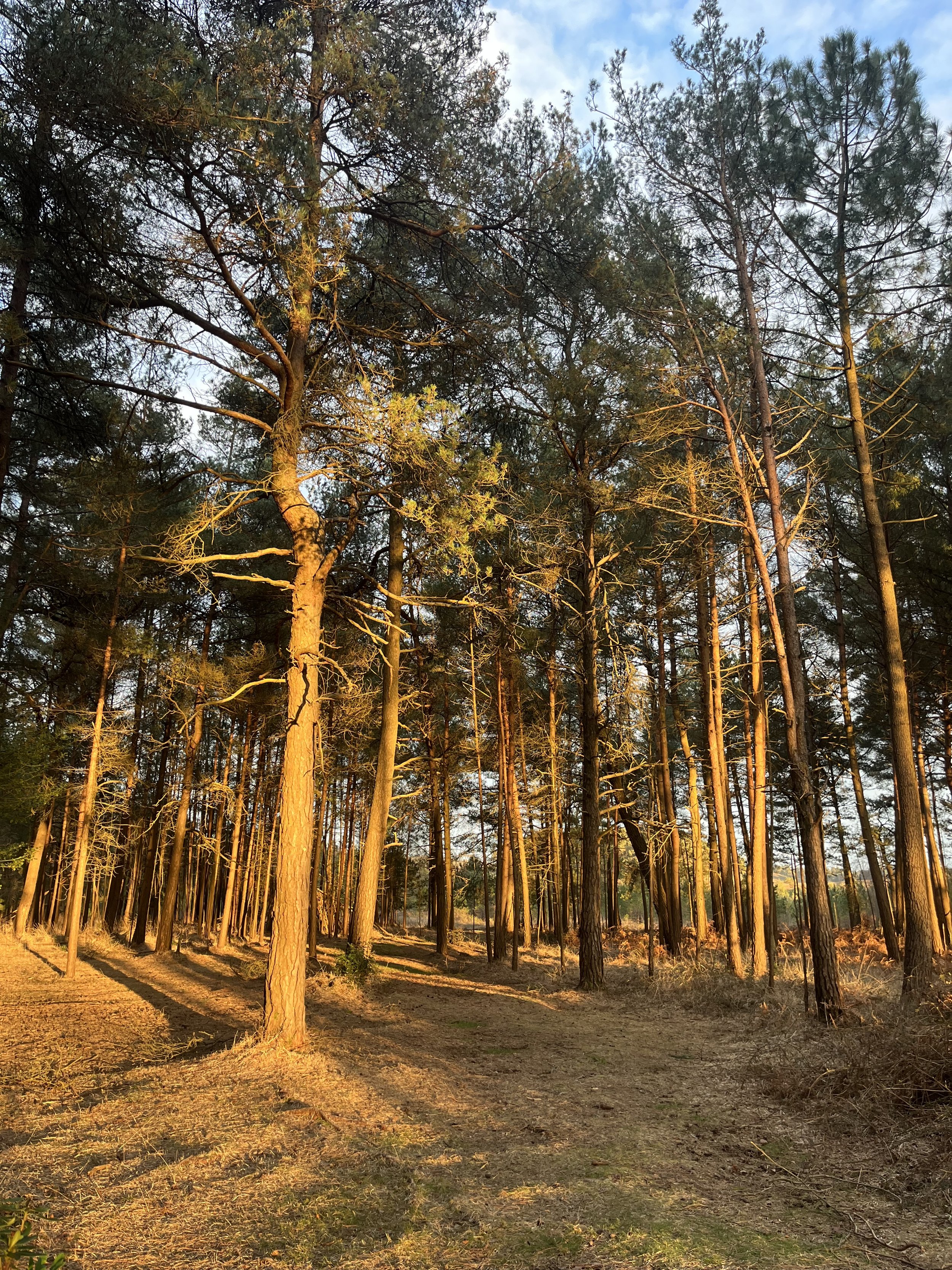 The Woods