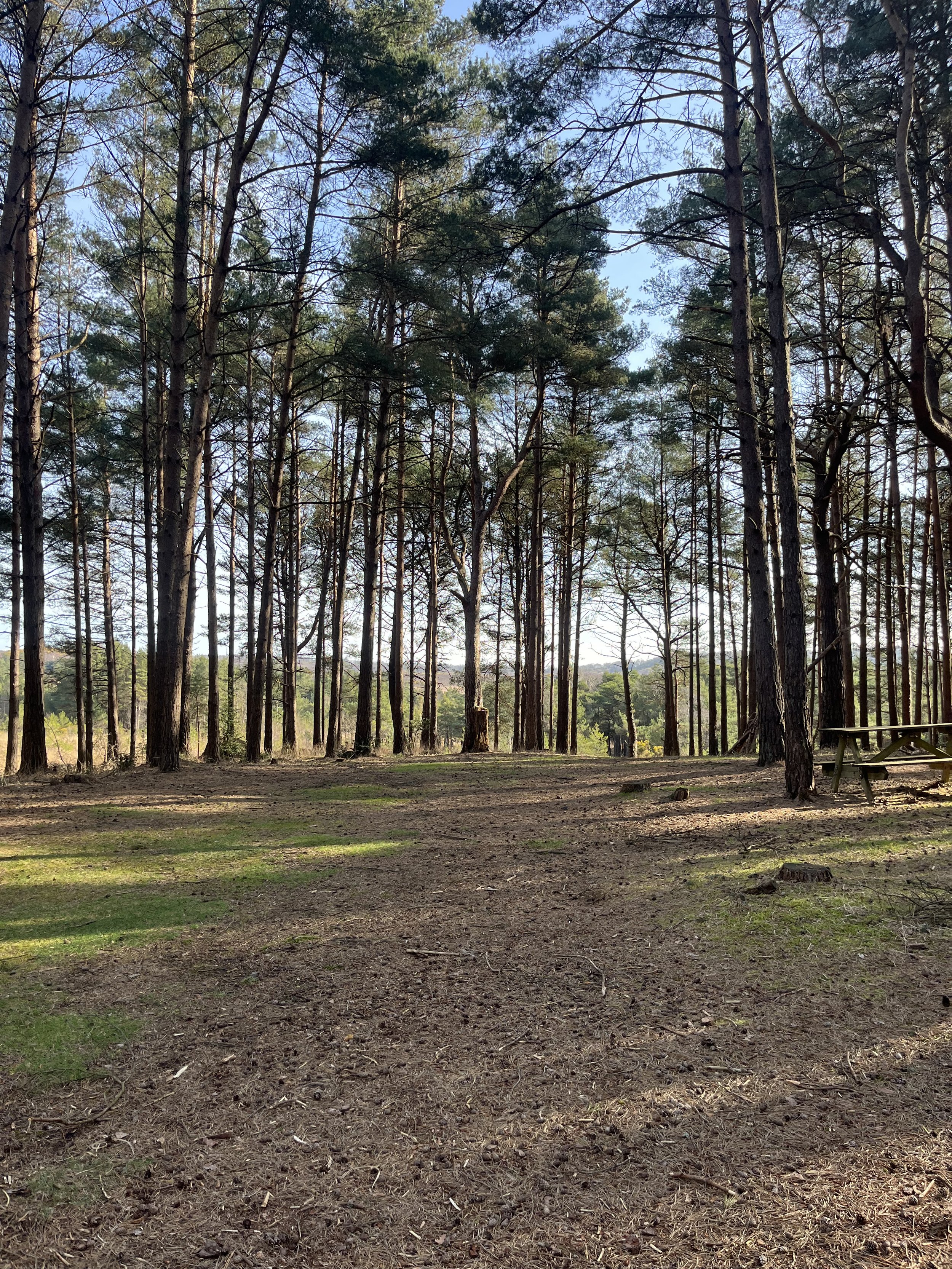 The Glade