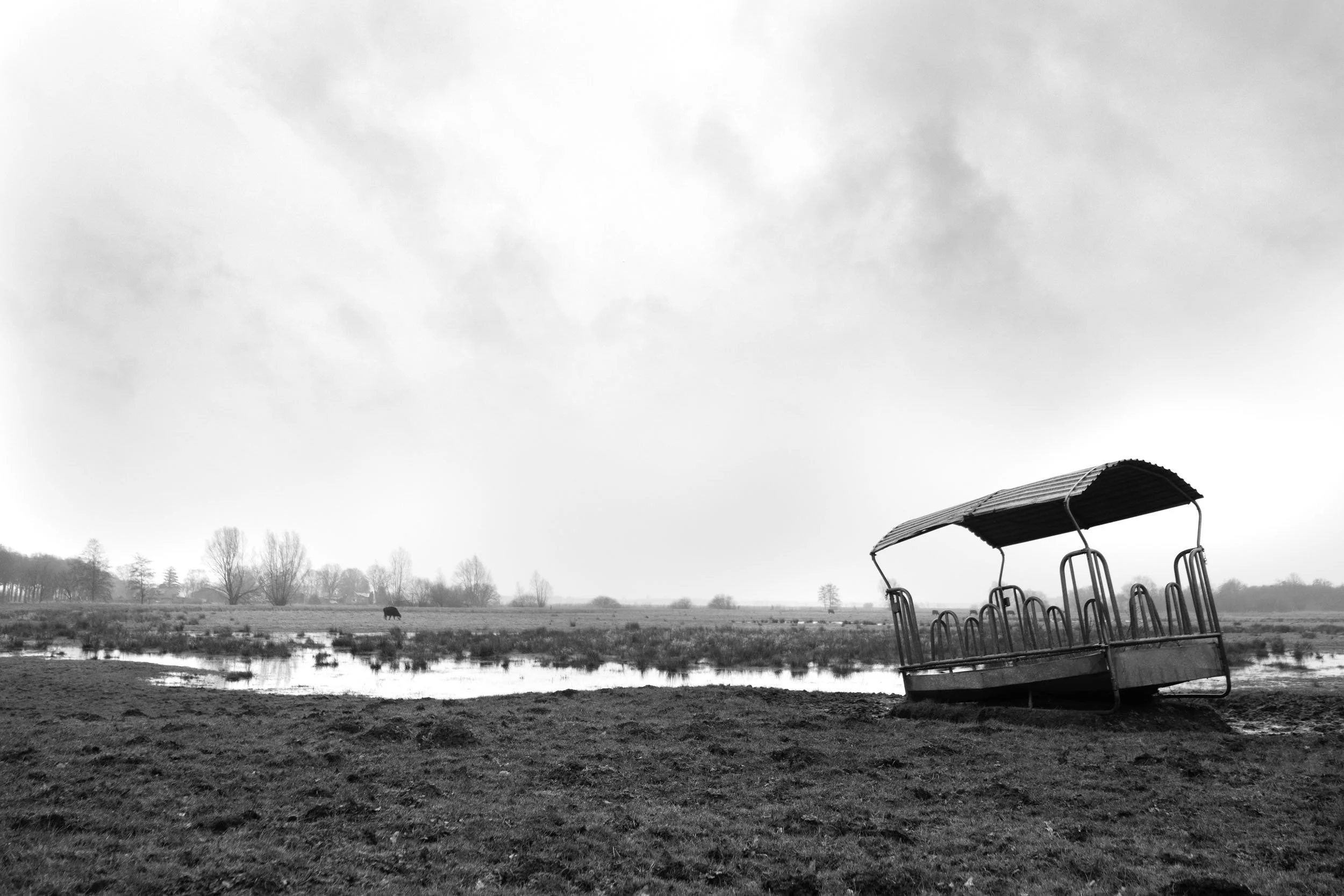 ‘t Roegwold Woudbloem