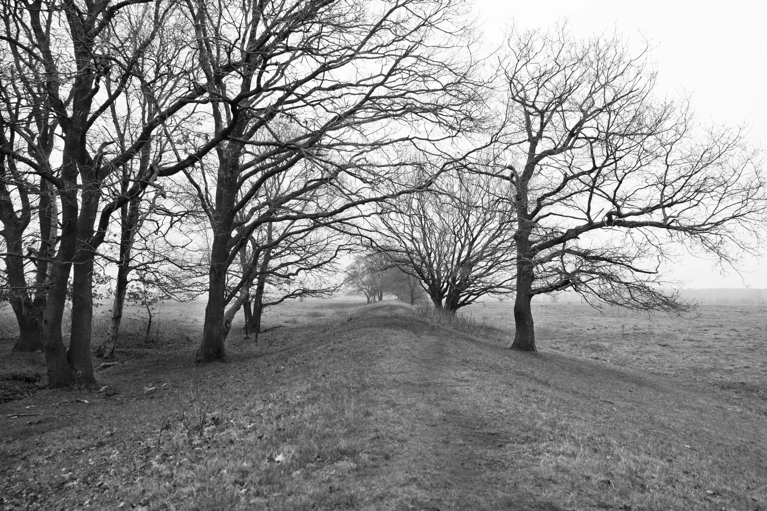 Linie Bourtange