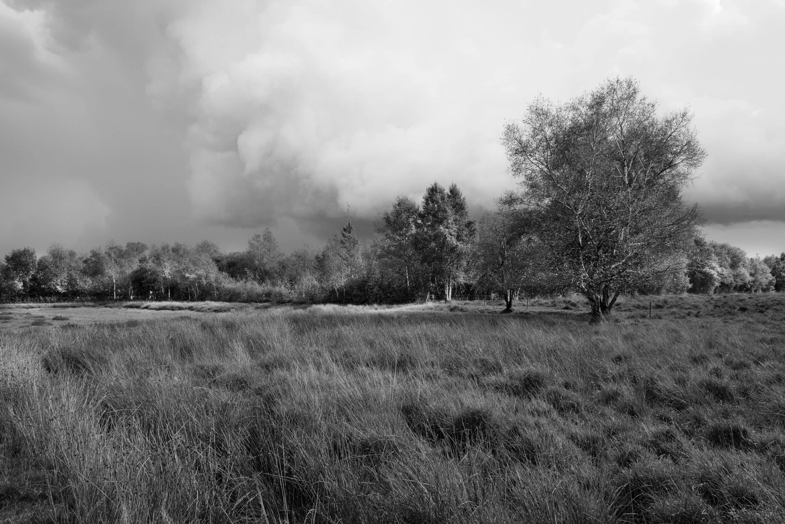 Curringherveld