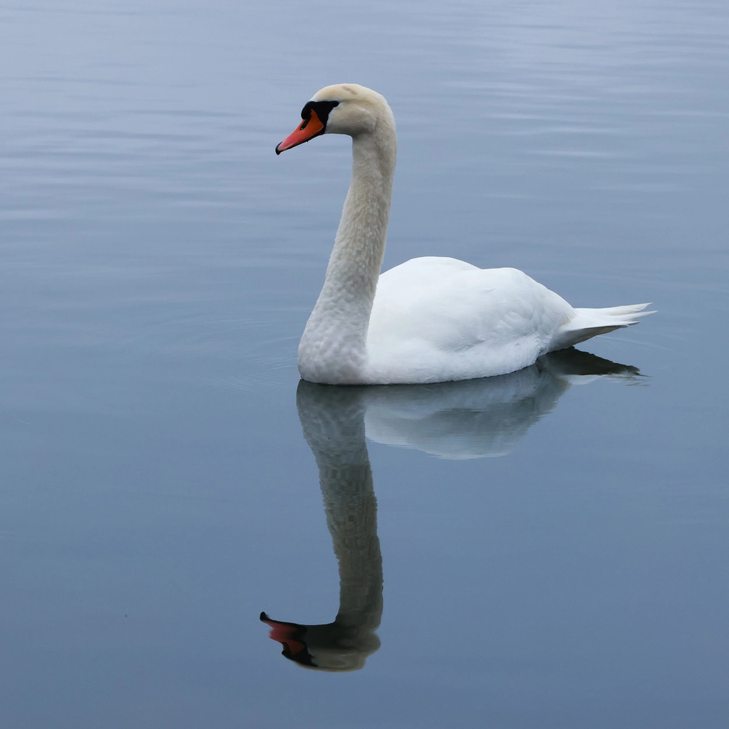 Cygne-Gémerie (1 sur 1).jpg