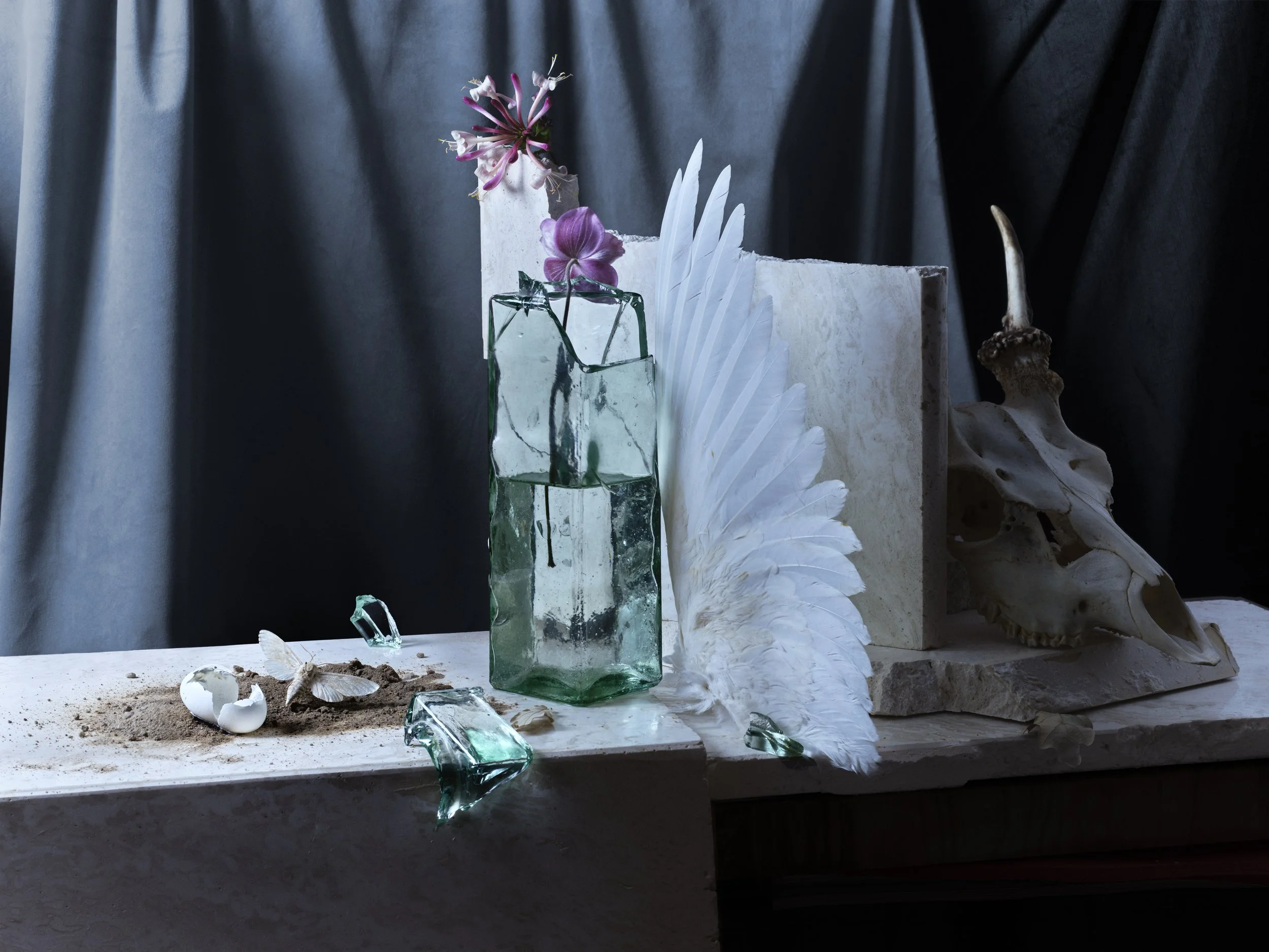 First vanitas project (3/4),
Still life with birds wing