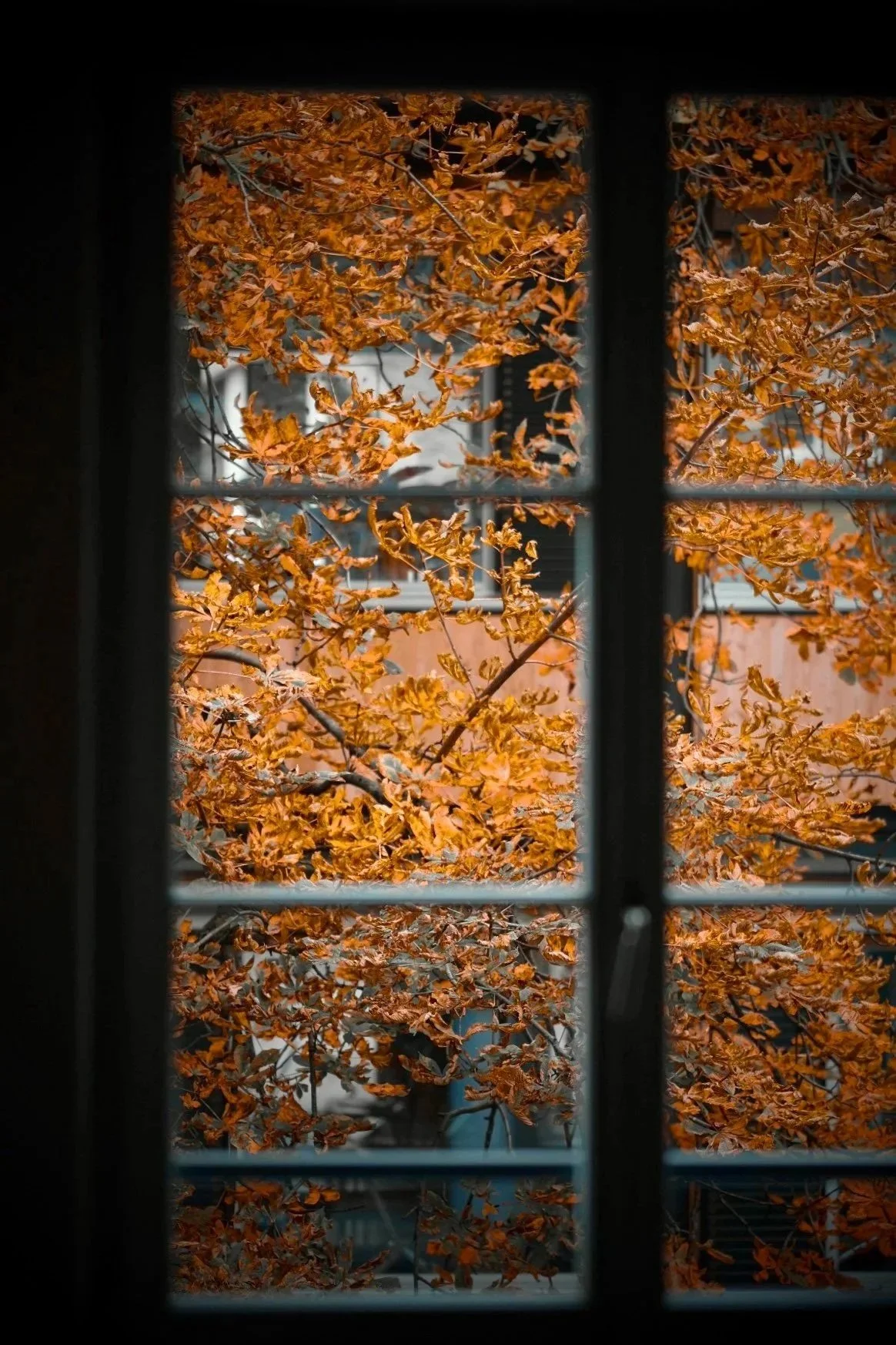 View of orange autumn leaves outside a window with divided panes, with a house and a tree in the background.