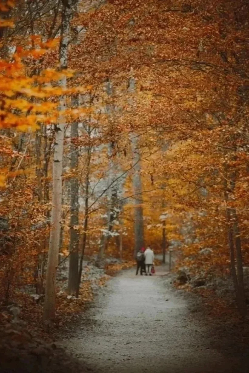 A forest pathway during autumn with orange and brown leaves on trees, two people walking with a stroller in the distance.