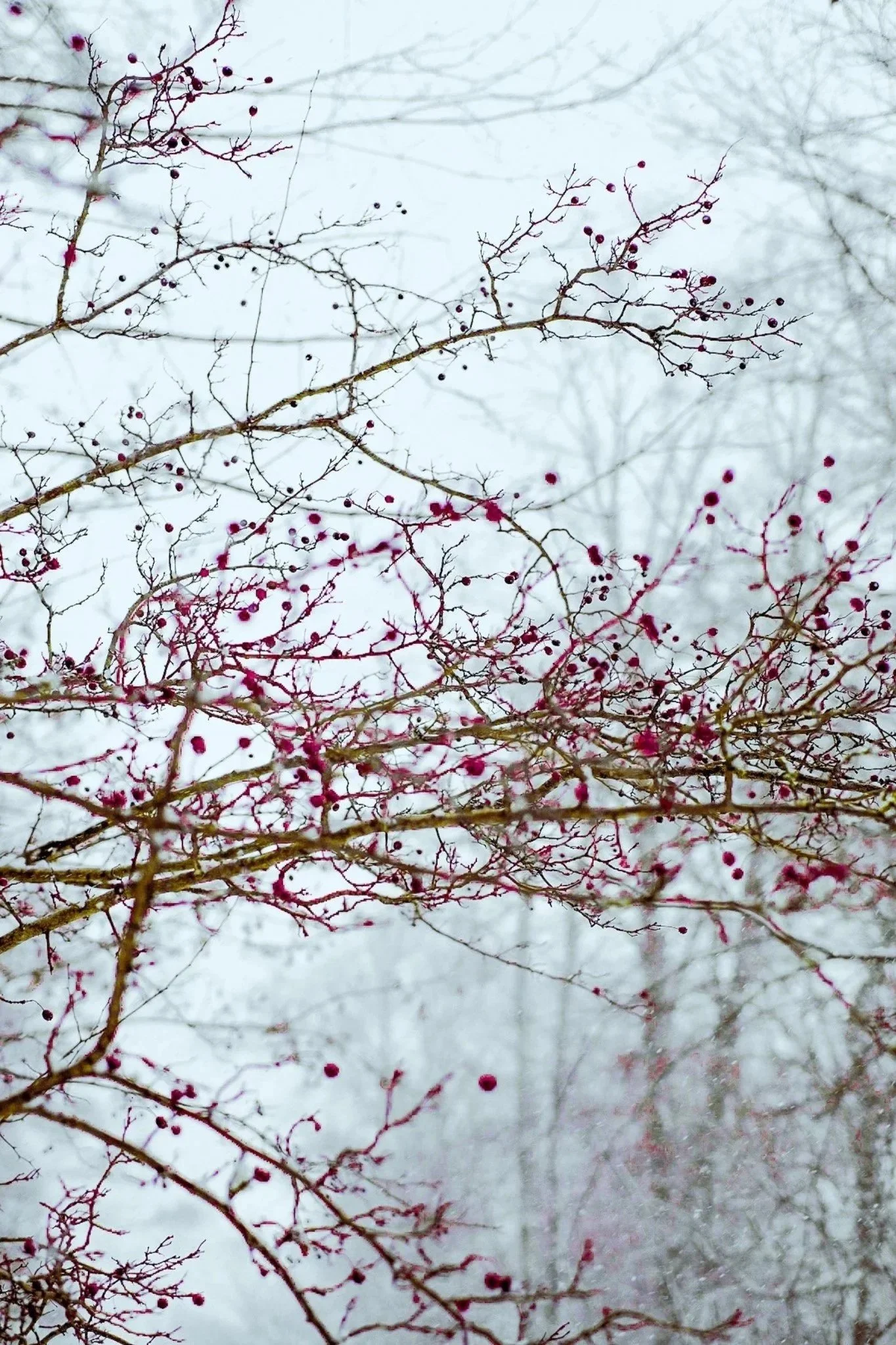 Bare tree branches with small red berries against a snowy background.