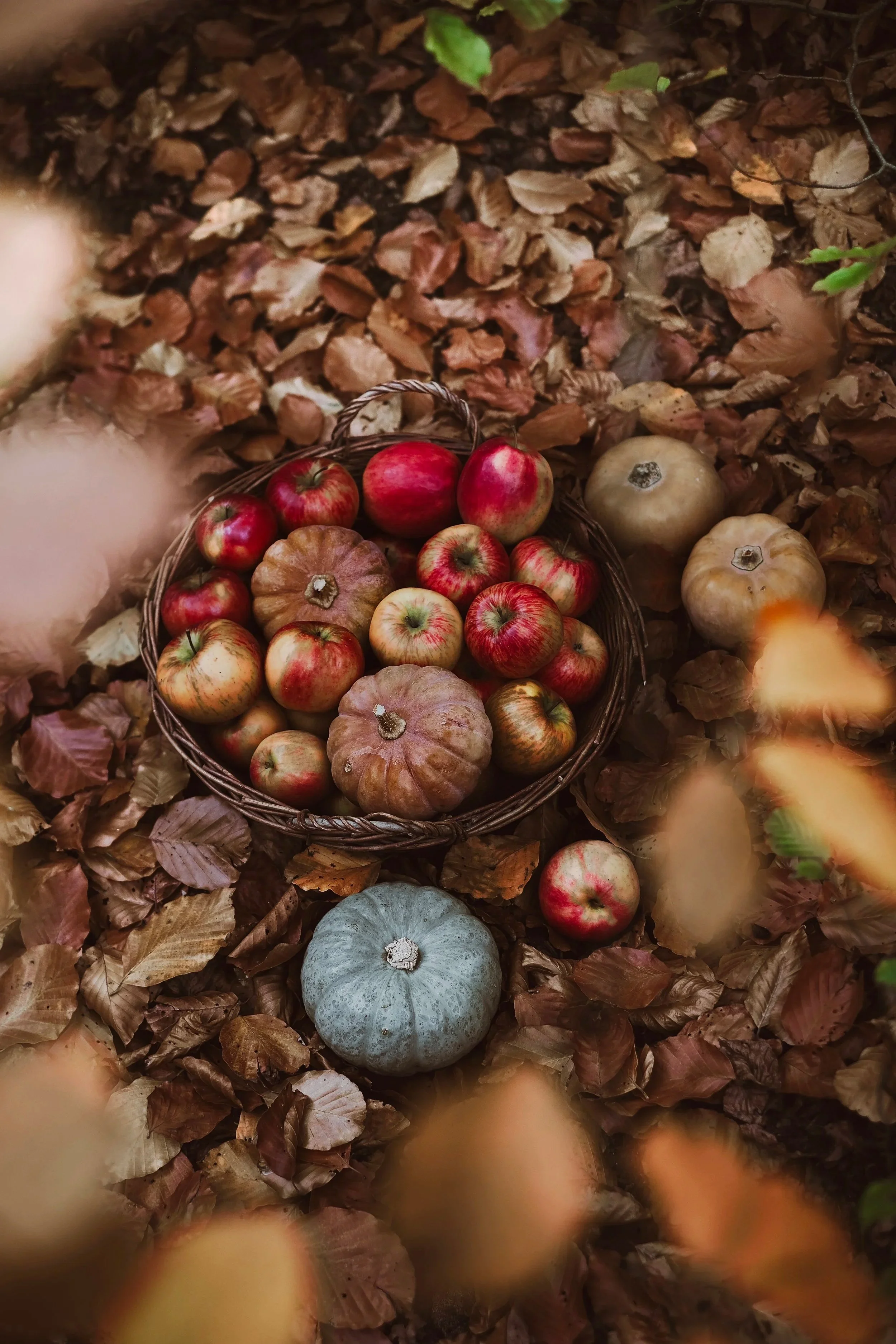 A basket of assorted apples and gourds placed on fallen autumn leaves.
