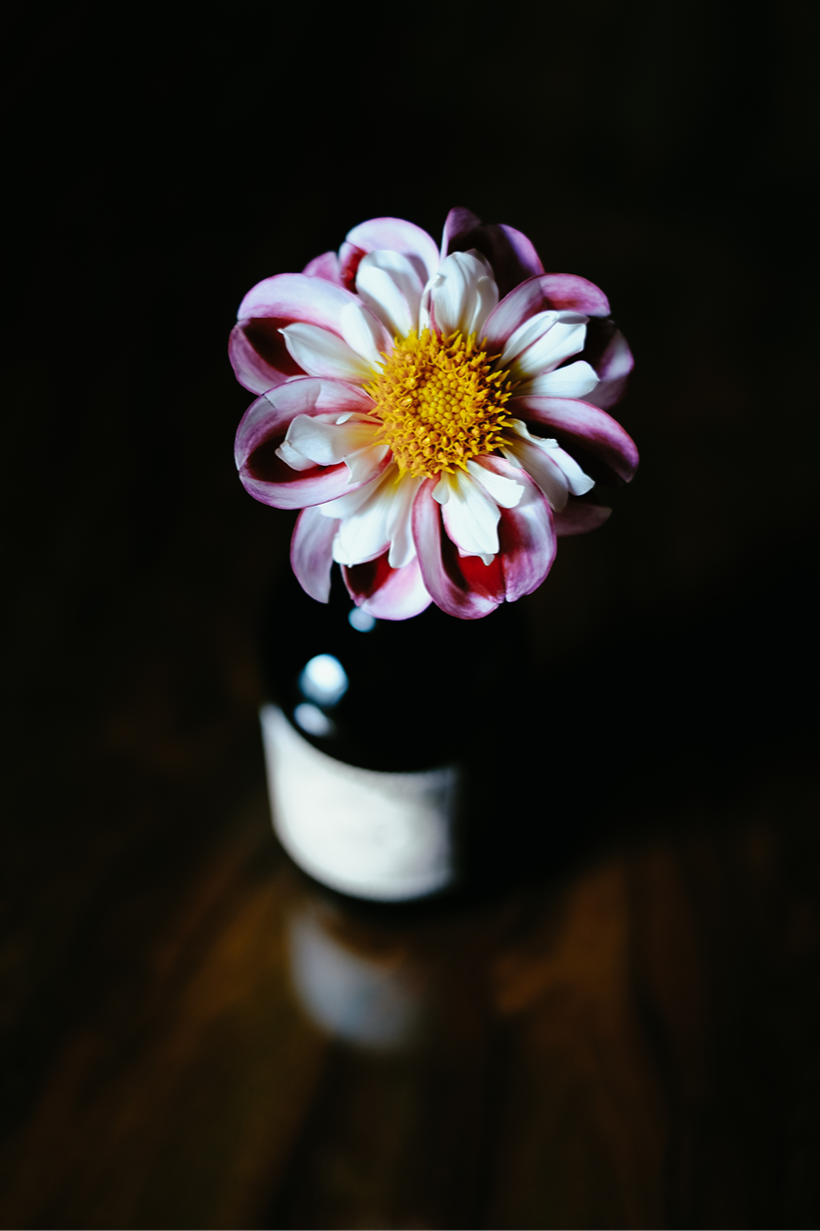 A pink and white dahlia flower with a yellow center in a dark vase on a wooden surface.