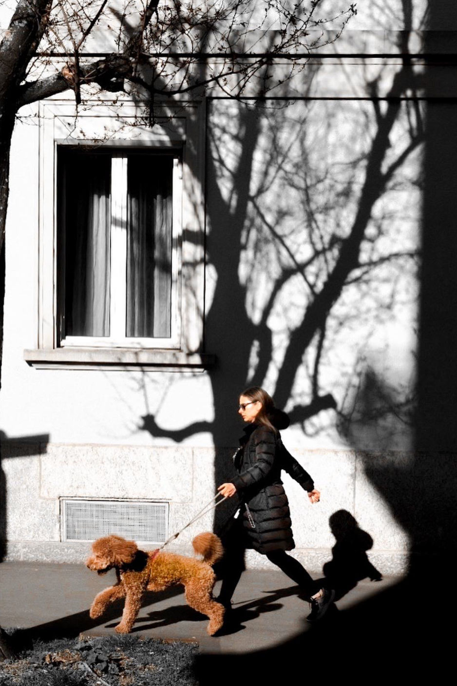 A woman walking a curly-haired dog on a leash on a city sidewalk during daylight. Shadows of tree branches are cast on a gray building wall with a window, creating a contrast between light and dark.