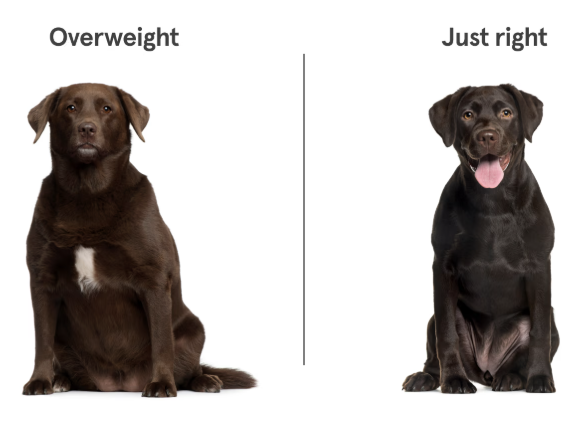 Creating a Safe Exercise Routine for Overweight Pets
