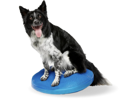 The Role of Core Strength in Your Pet’s Mobility and Stability