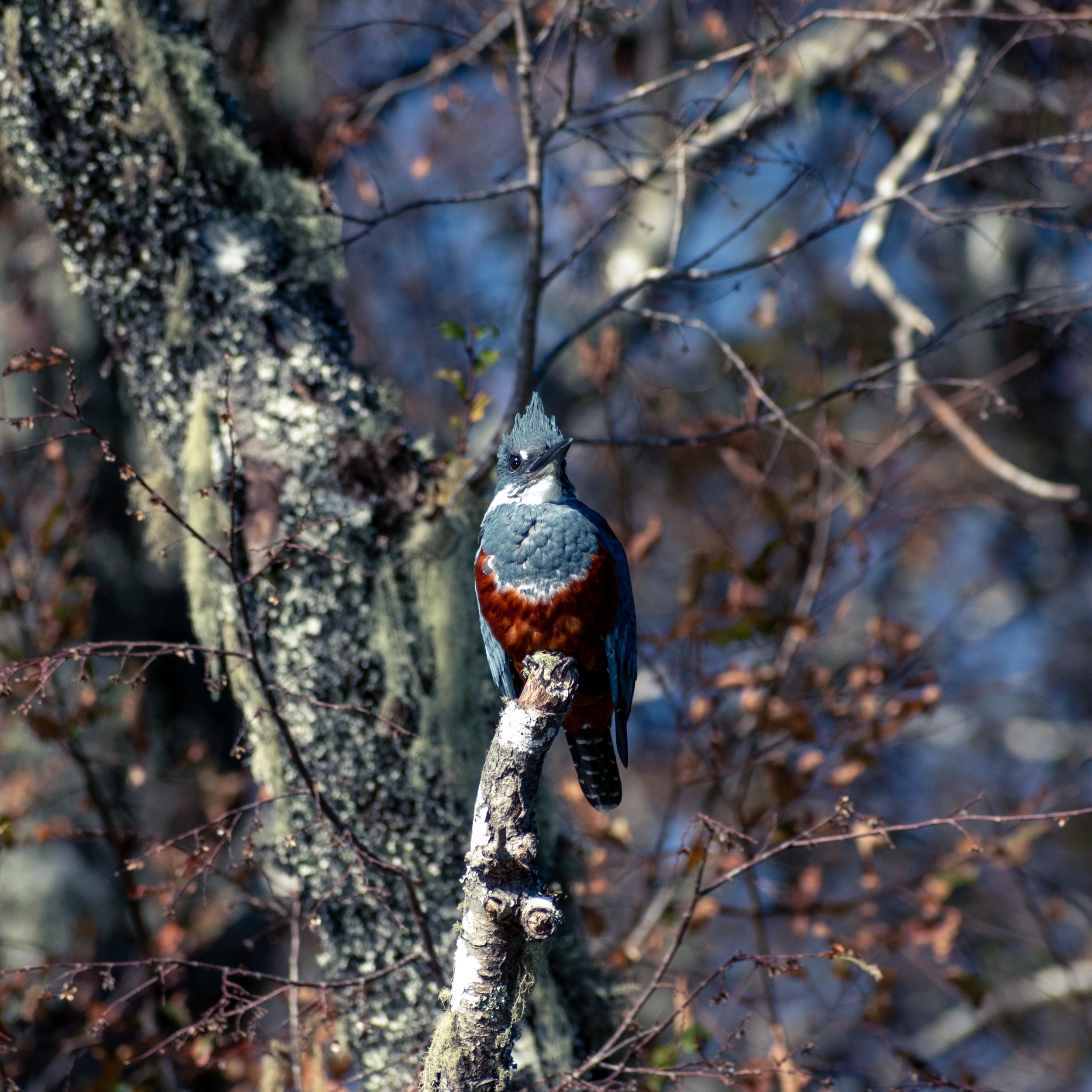 DSC_8194.jpg