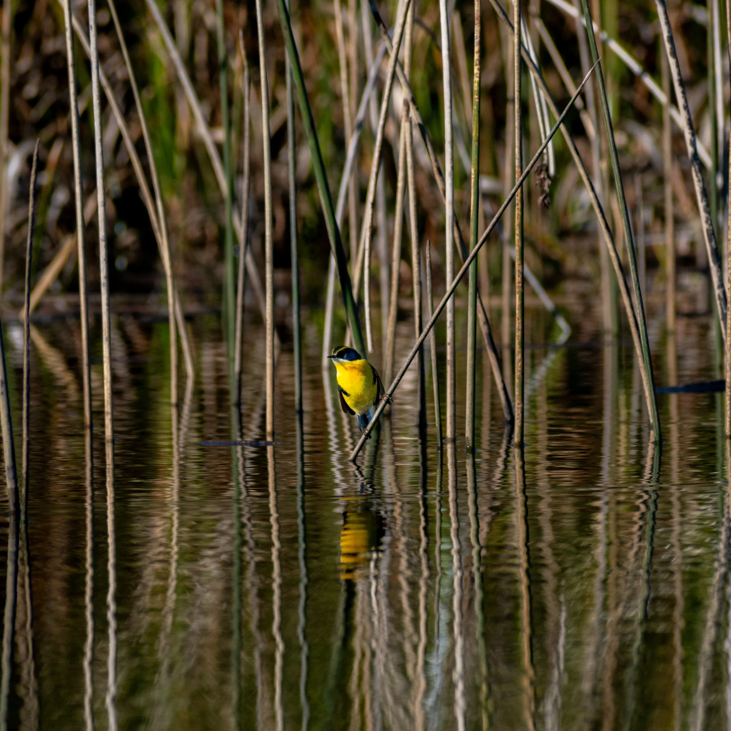 DSC_8217.jpg