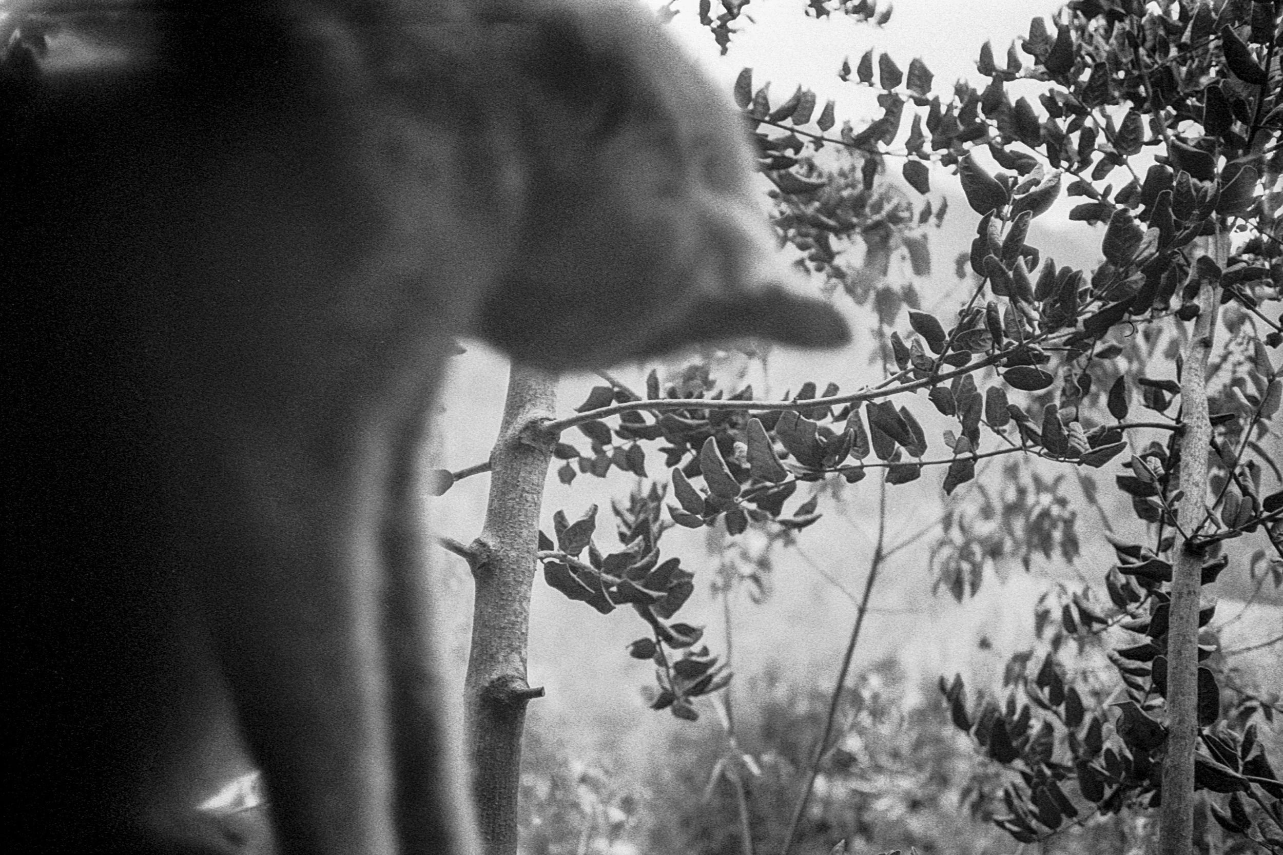 R20_Pan400_L35AF_4-Editar.jpg
