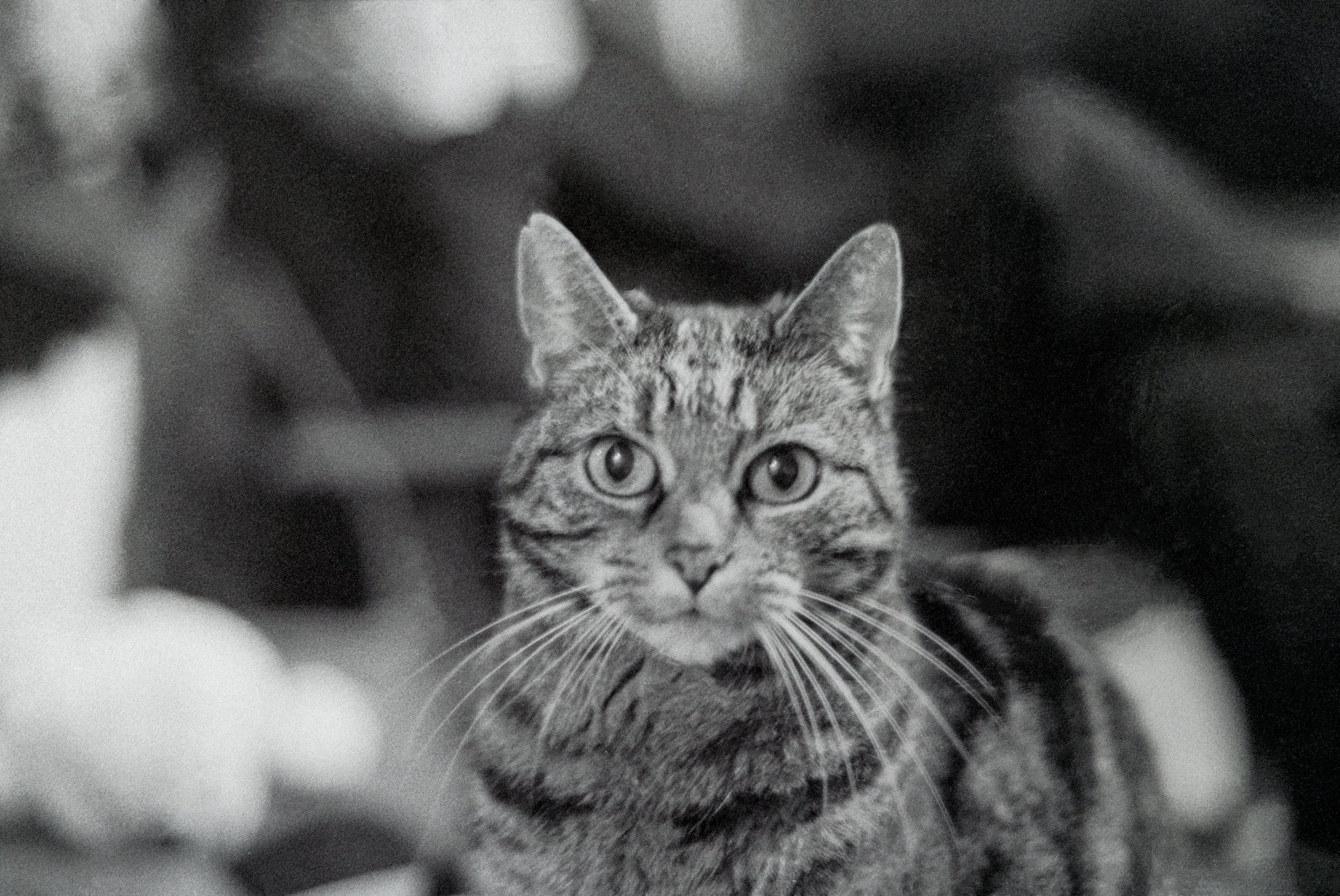 R54_IlfordHP5_FM2-10-Editar.jpg