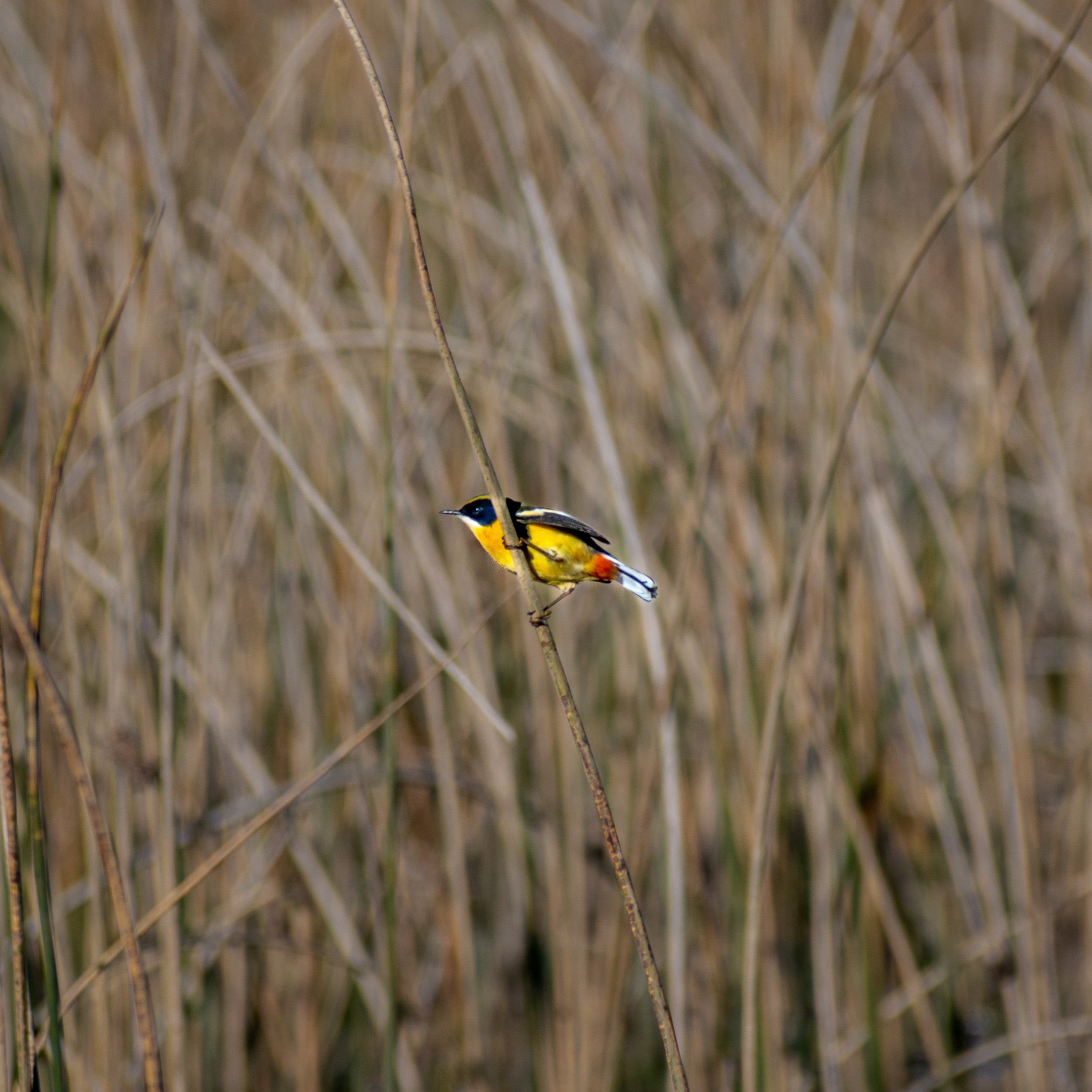 DSC_8230.jpg