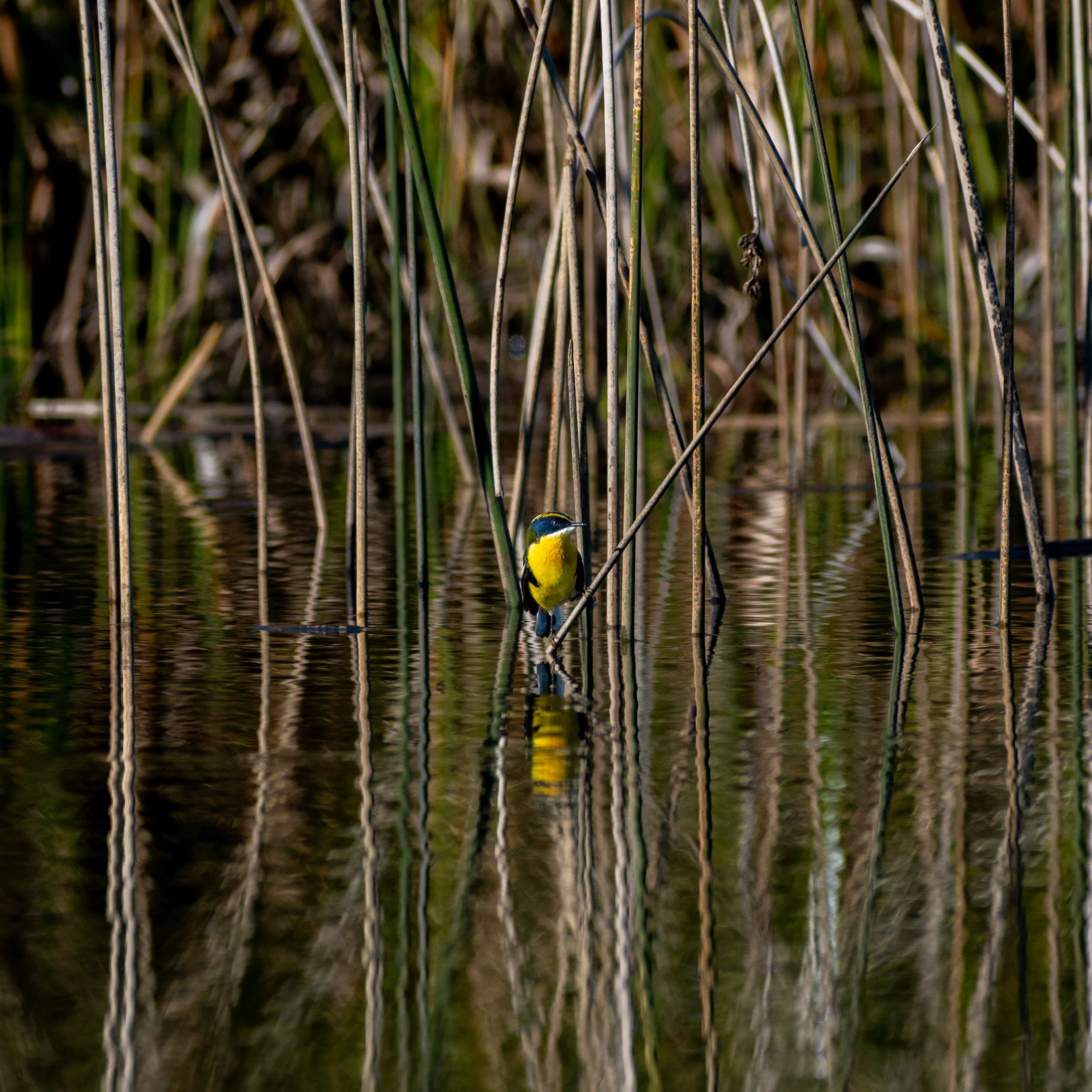DSC_8219.jpg
