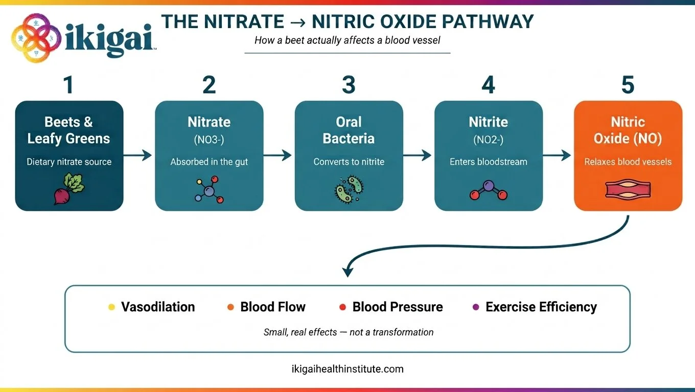 The nitrate to nitric oxide pathway and how it helps your body.