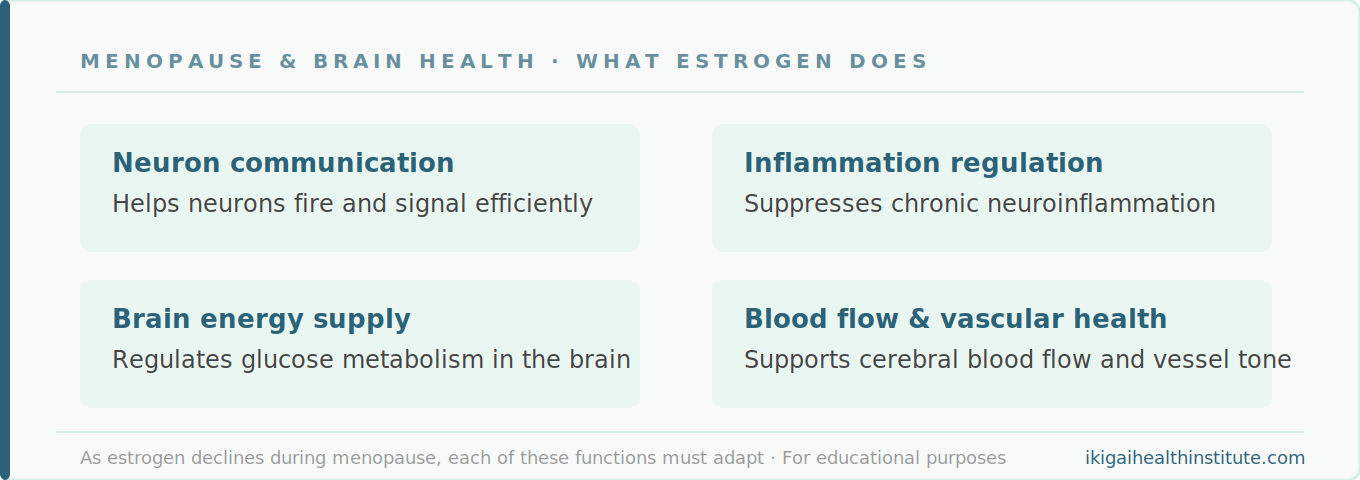 menopause & brain health - what estrogen does. Estrogen helps neuron communication, brain energy supply, inflammation regulation, and blood flow & vascular health