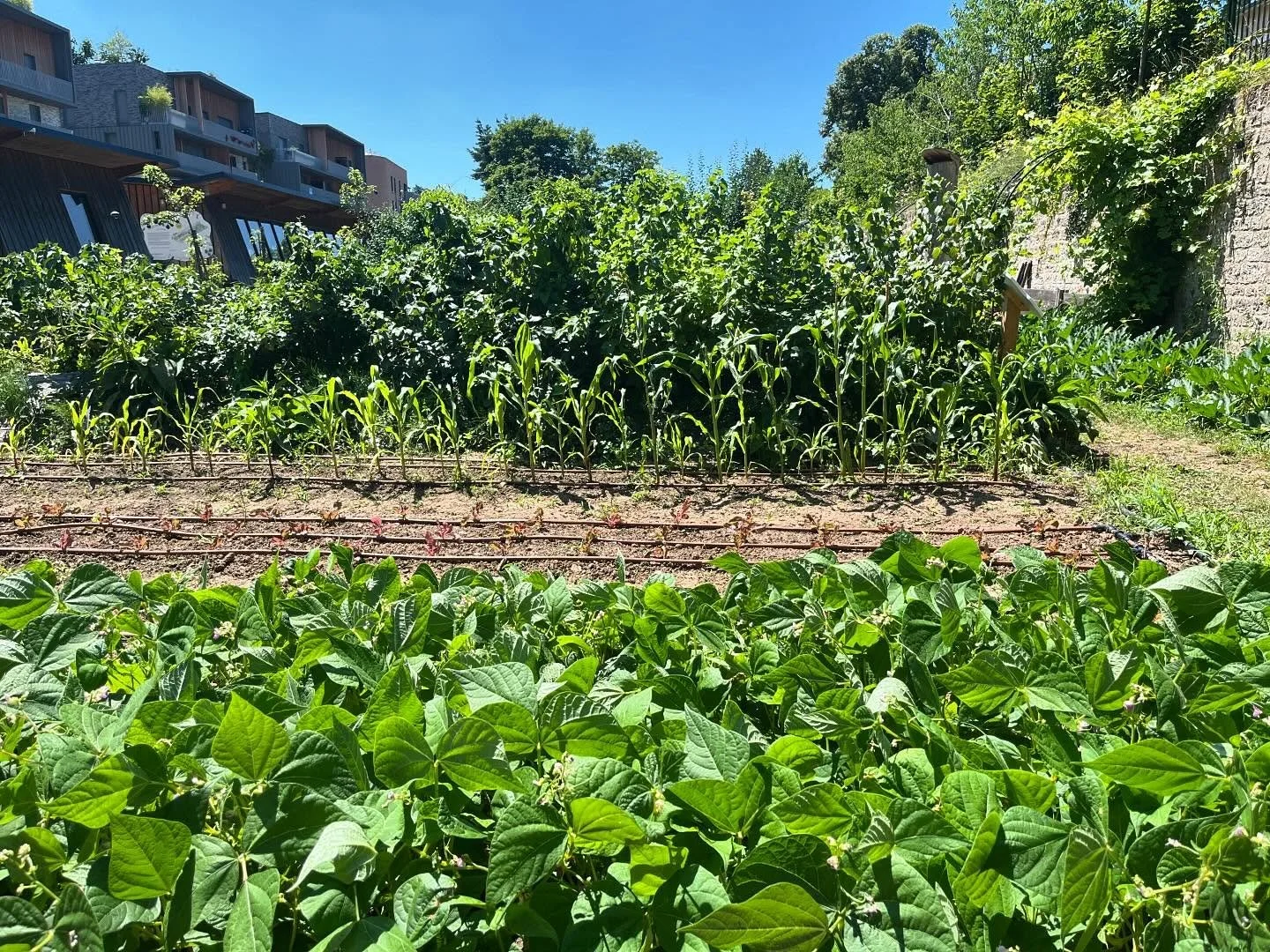 Une ferme r&eacute;g&eacute;n&eacute;rative ! 

* Un paysage comestible abondant de fruits et l&eacute;gumes cultiv&eacute;s selon les principes d&rsquo;&eacute;co culture inspir&eacute;s de la Permaculture. Pour le plus grand plaisir des r&eacute;si