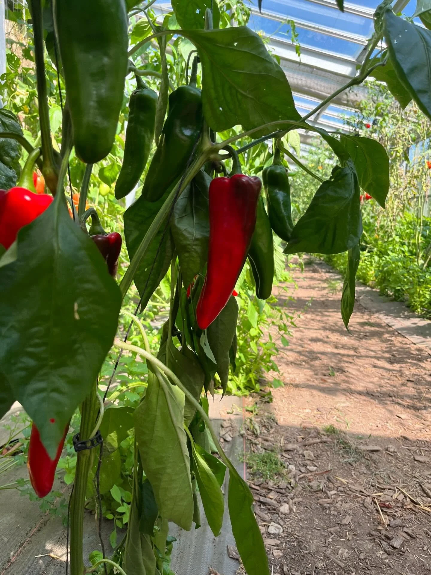 Pour sa 8&egrave;me saison, la ferme nous offre encore une abondance de fruits, l&eacute;gumes et aromates !

Les belles conditions climatiques (en d&eacute;pit des fortes chaleurs de l&rsquo;&eacute;t&eacute;), notre syst&egrave;me permaculturel ave