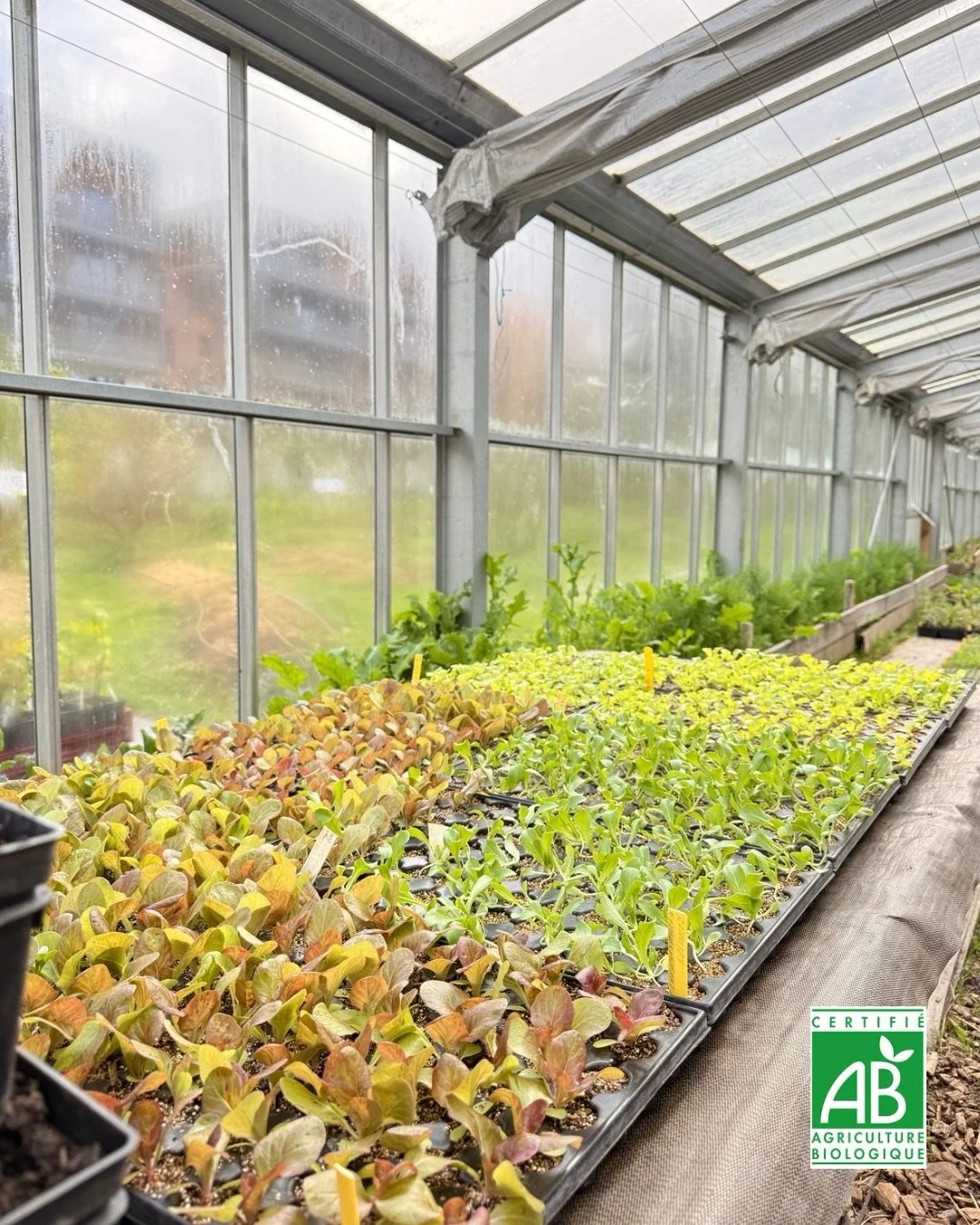 Plants de printemps 100% locaux et pr&ecirc;ts &agrave; pousser chez vous ! 🌱

Imaginez vos balcons et jardins exploser de couleurs et de saveurs : tomates juteuses, herbes aromatiques irr&eacute;sistibles, l&eacute;gumes bio cultiv&eacute;s avec am