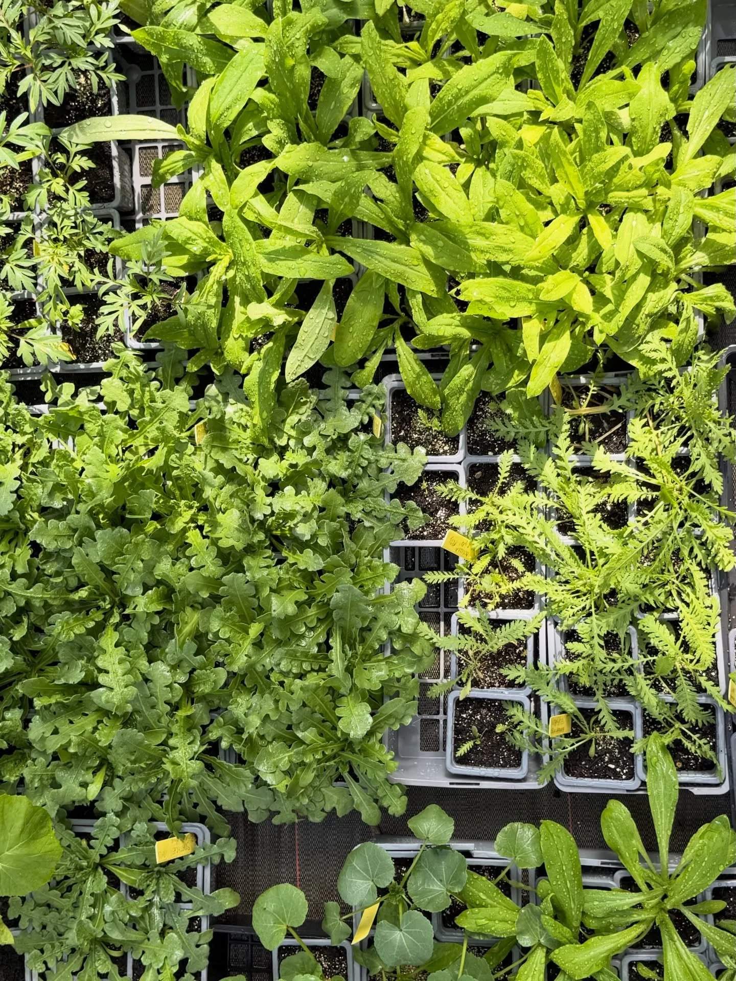 Venez chercher vos plants tout les mercredis apr&egrave;s-midi de 14h &agrave; 17h ou sur rendez-vous (lien en bio 🔗)

#permaculture #plantbio