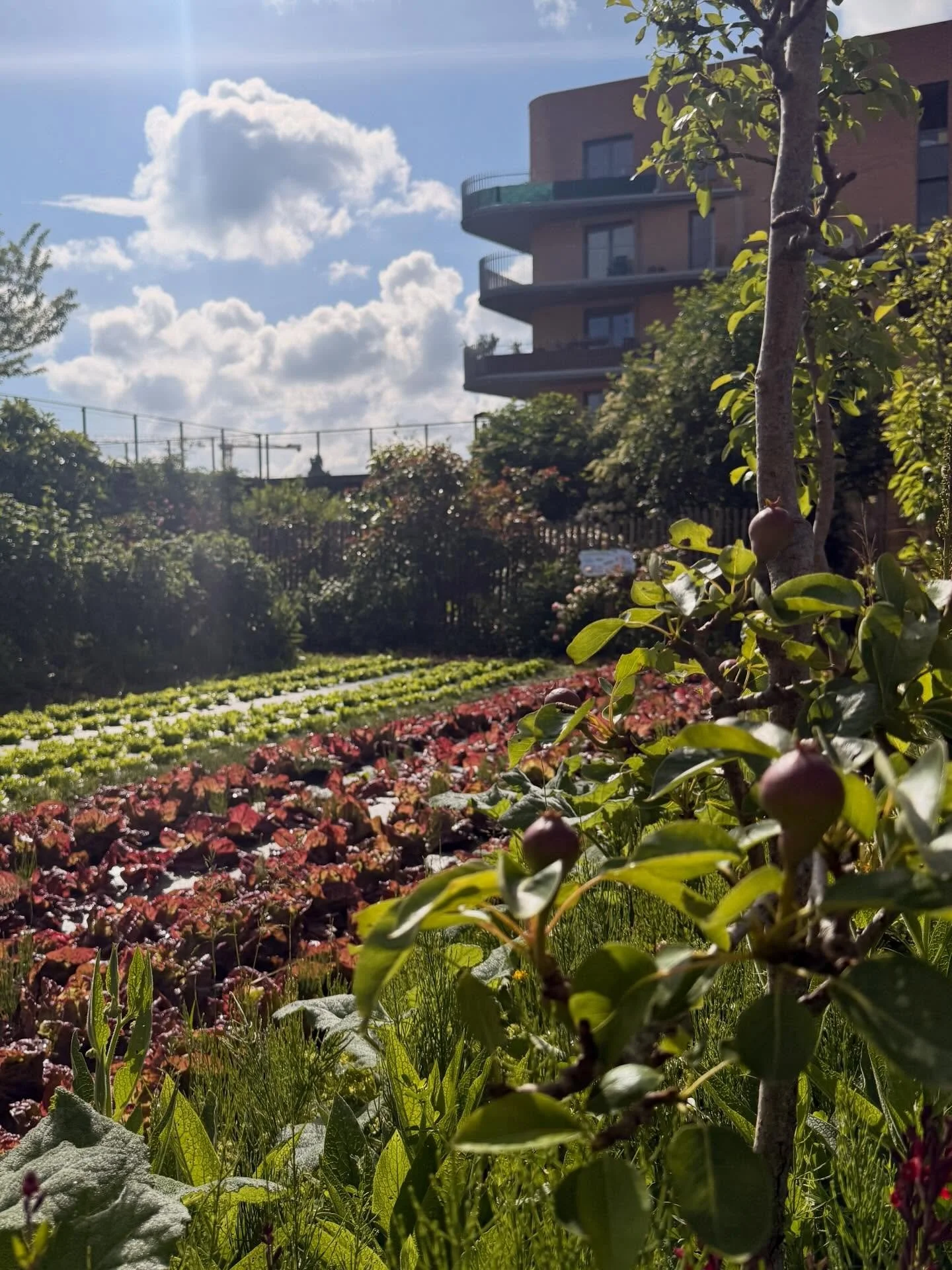 Pluie + soleil + chaleur + soin des jardiniers mara&icirc;chers = abondance de vie &agrave; la ferme et promesse de belles r&eacute;coltes ! 

Pour le plaisir des yeux, du corps, de l&rsquo;esprit et des papilles ! 

#versailles #permaculture #potage