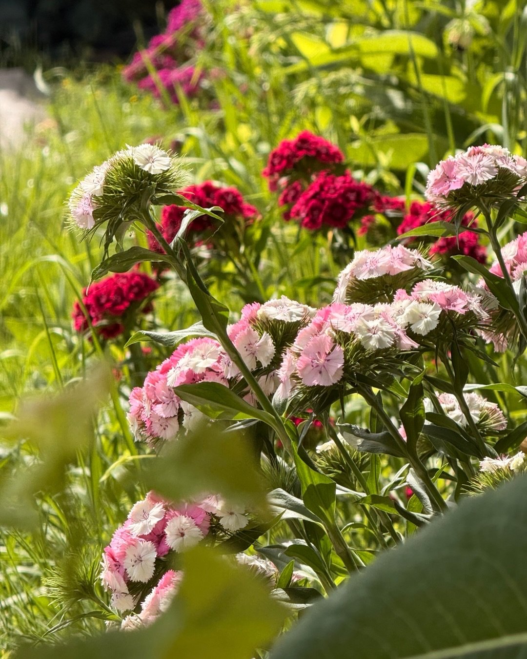 Ces derni&egrave;res semaines &agrave; la ferme, il s&rsquo;en est pass&eacute; des choses 🌱 

Entre les plants qui grandissent &agrave; vue d'&oelig;il, les animaux qui profitent des beaux jours et les &eacute;tals qui changent de couleur, la saiso