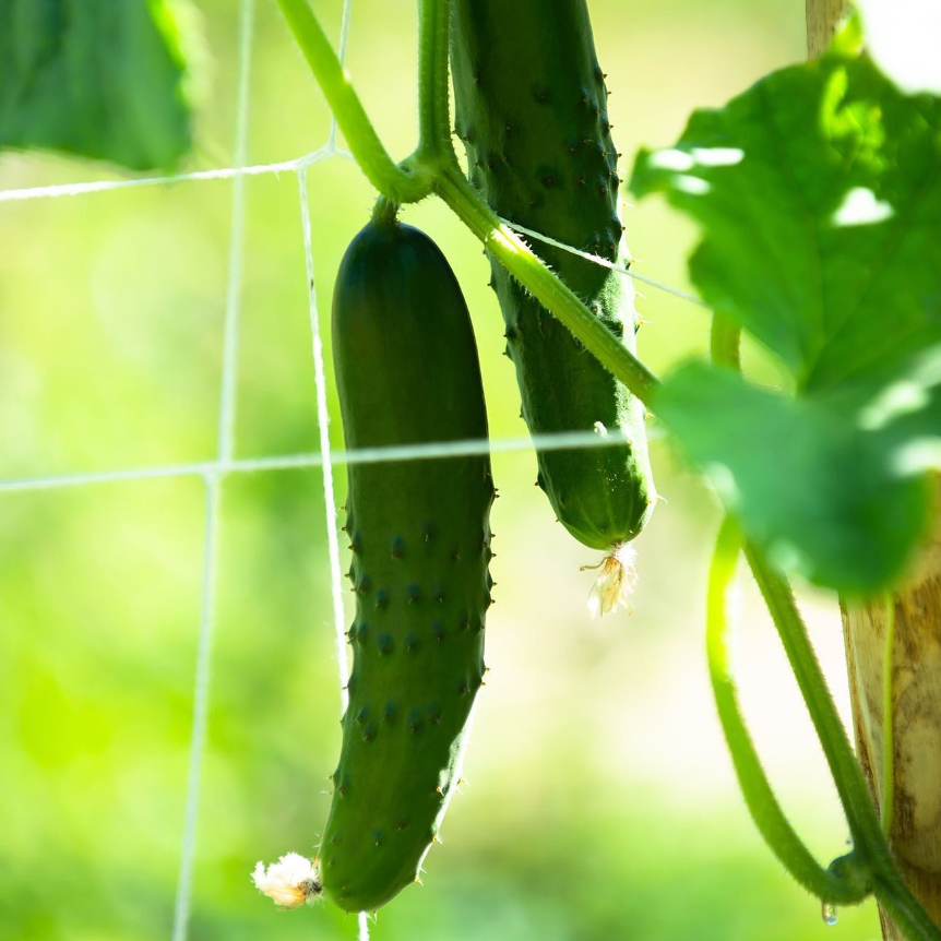 Capture d’écran 2023-05-31 114719.png