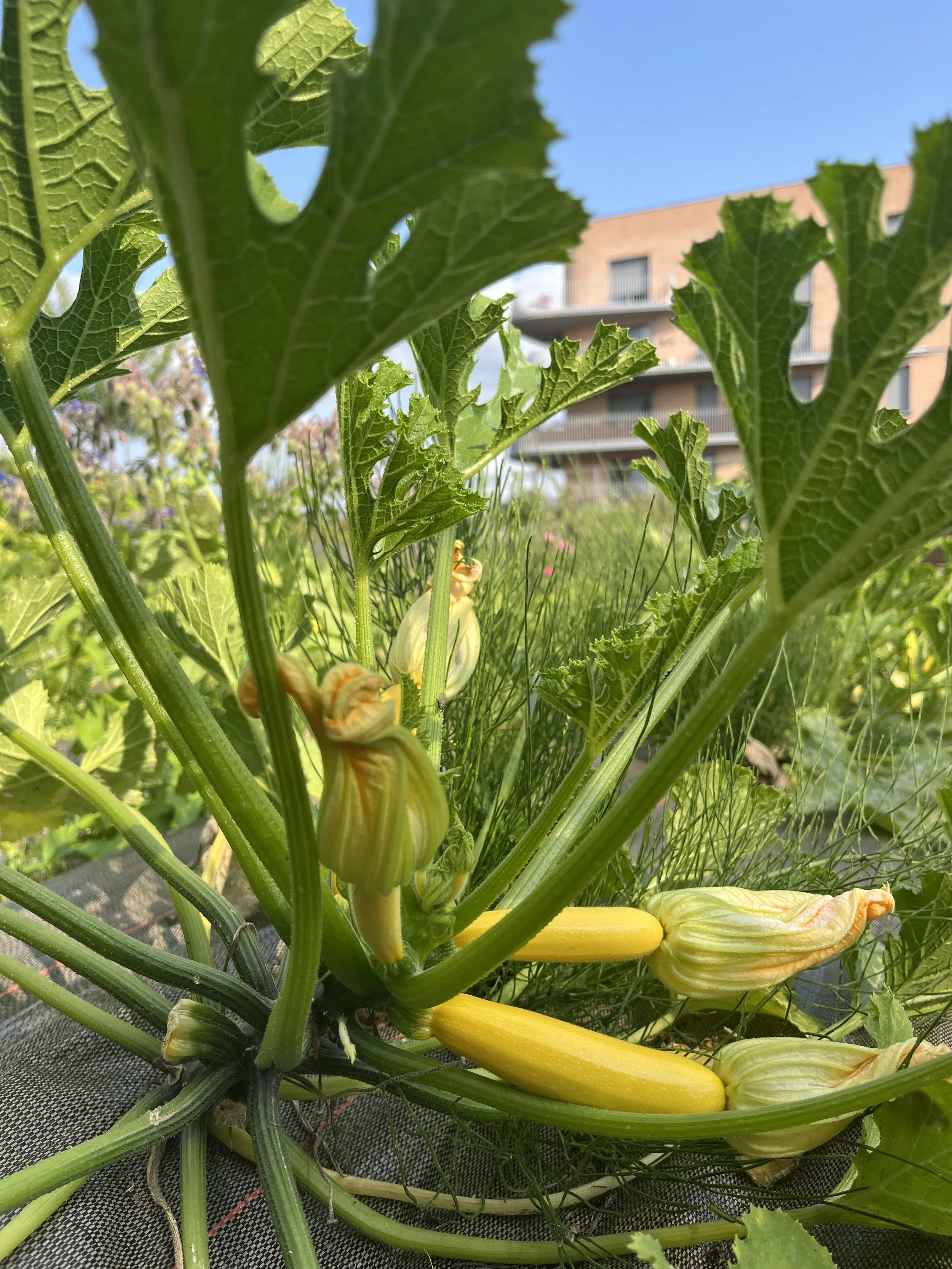 FND COURGETTES Credit Gilles Degroote.JPG